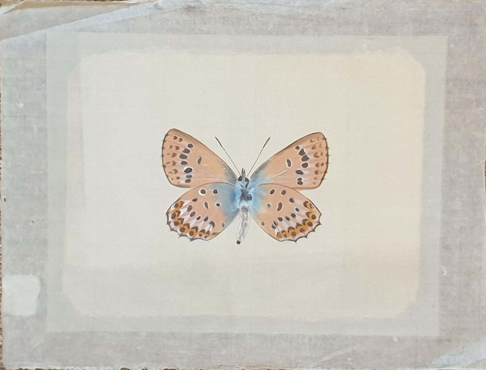 La Roche Laffittestudy Of A Butterfly, Watercolour On Silk Applied To Handmade Paper.