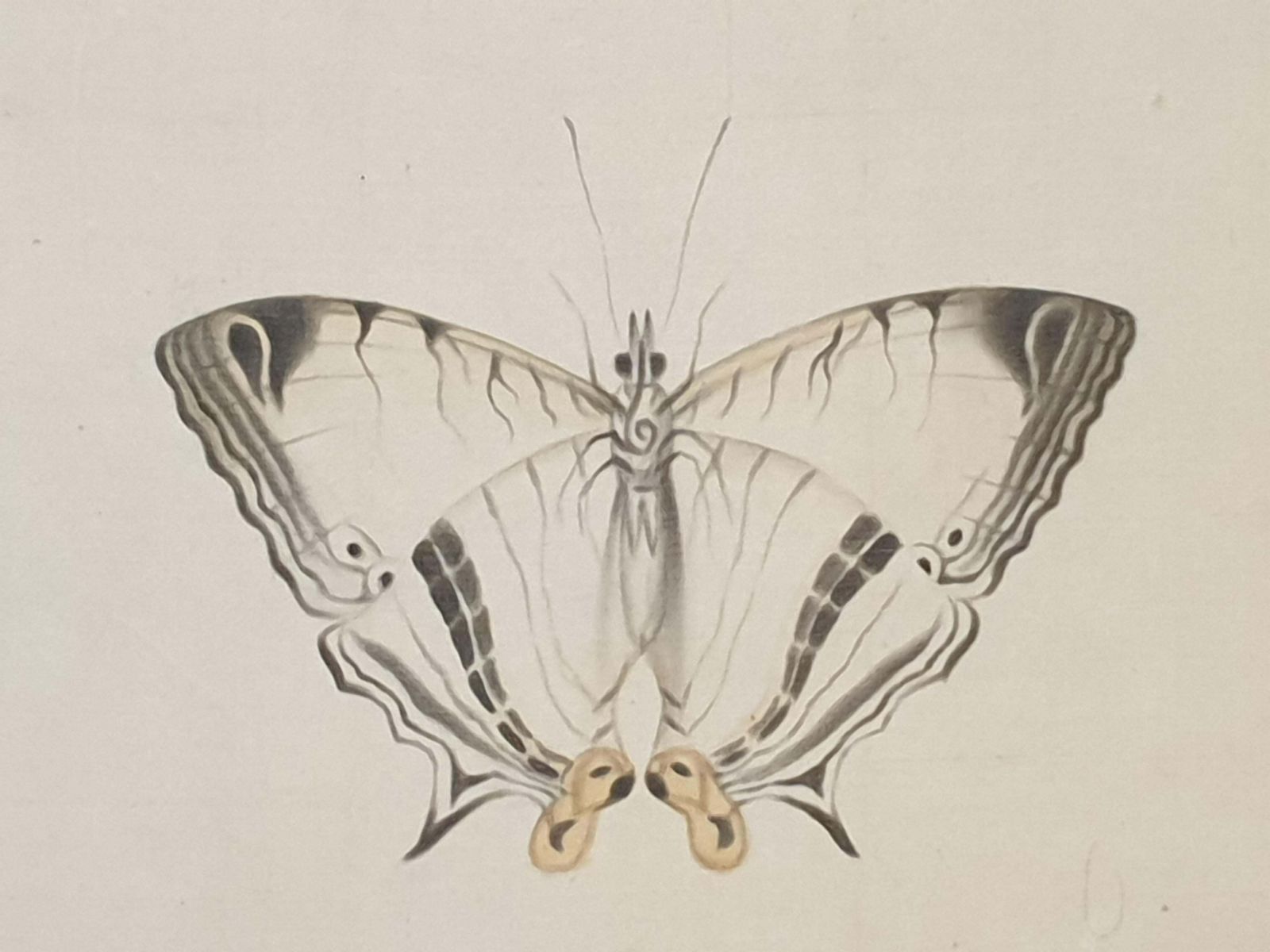 La Roche Laffittestudy Of A Butterfly, Watercolour On Silk Applied To Handmade Paper. photo vintage