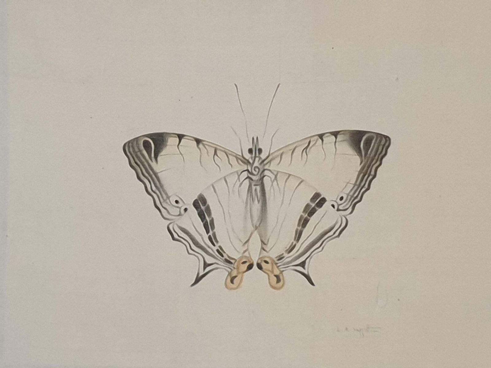 photo furniture La Roche Laffittestudy Of A Butterfly, Watercolour On Silk Applied To Handmade Paper.