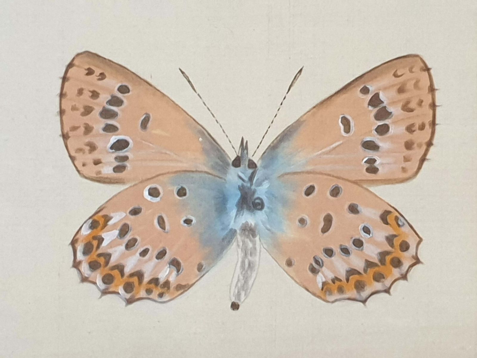 La Roche Laffittestudy Of A Butterfly, Watercolour On Silk Applied To Handmade Paper. photo vintage