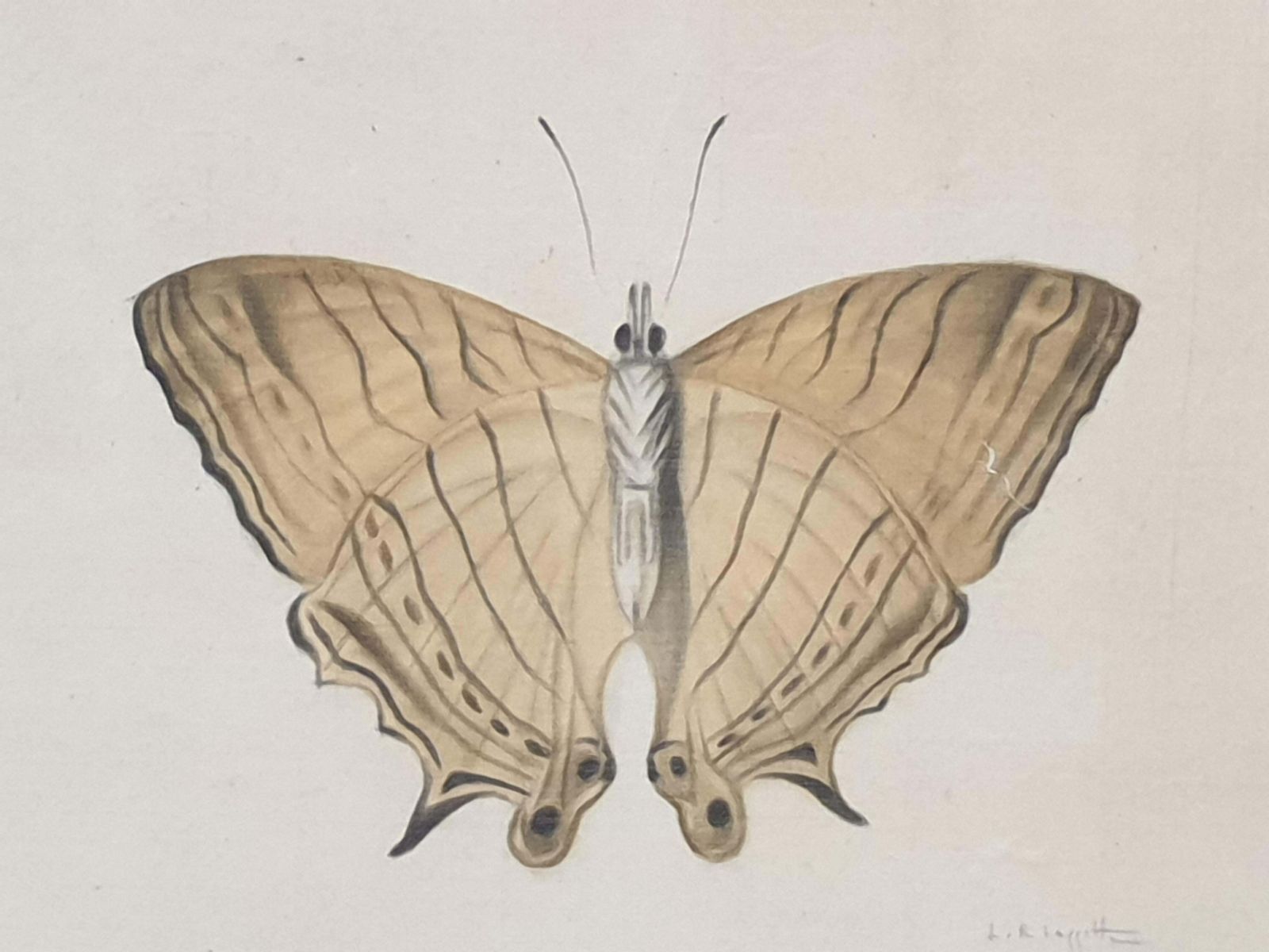 photo furniture La Roche Laffittestudy Of A Butterfly, Watercolour On Silk Applied To Handmade Paper.