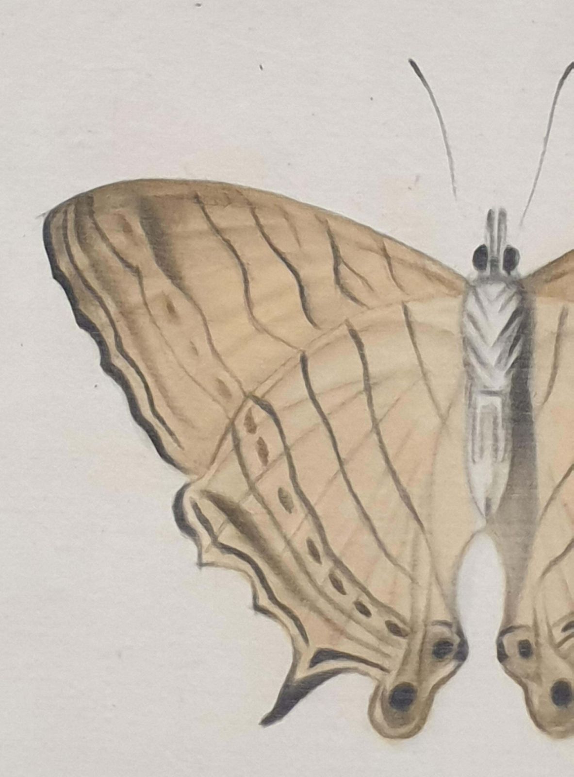 photo vinterior La Roche Laffitteset Of Four Butterflies. French Watercolours On Silk Laid On Handmade Paper.
