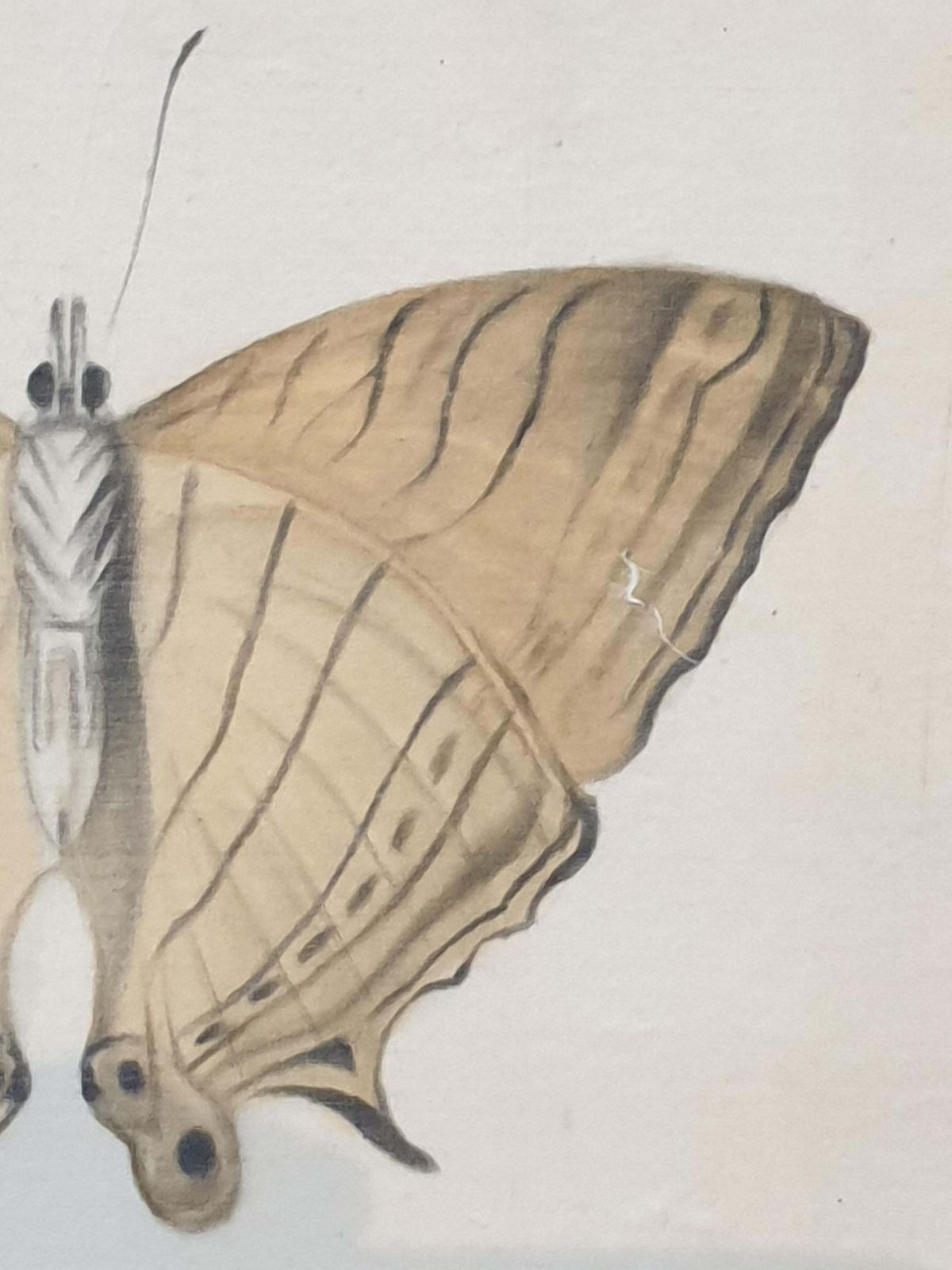 photo buy La Roche Laffitteset Of Four Butterflies. French Watercolours On Silk Laid On Handmade Paper.