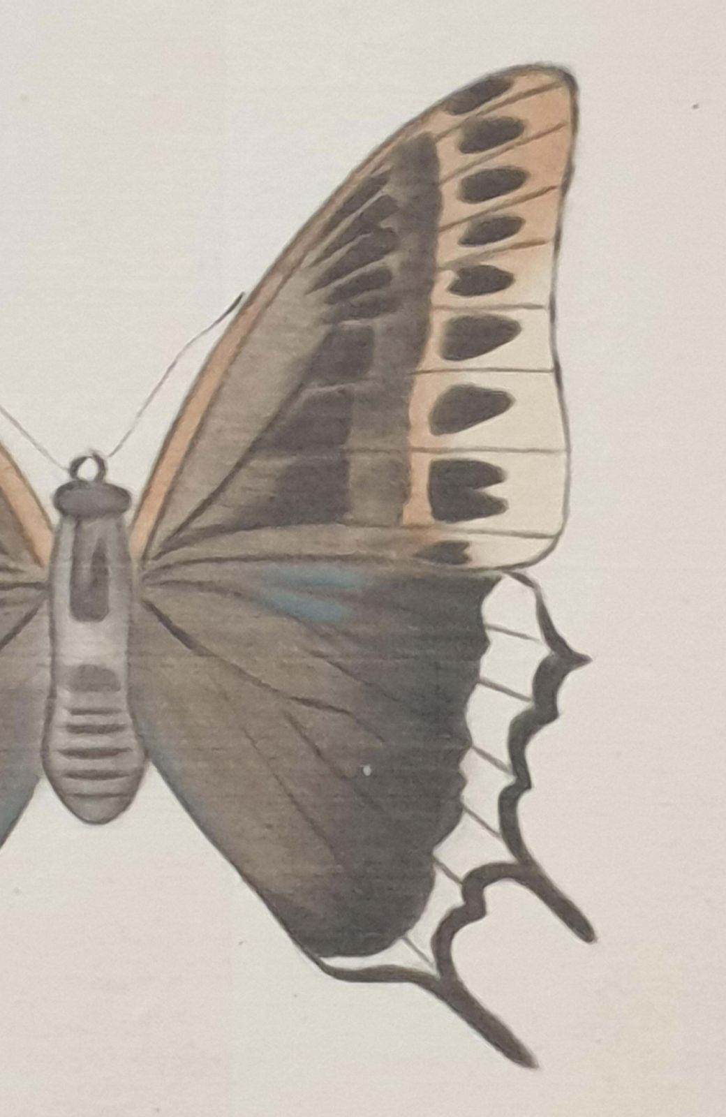 La Roche Laffittestudy Of A Butterfly, Watercolour Silk Applied Handmade Paper. La Roche Laffitte photo 728.0