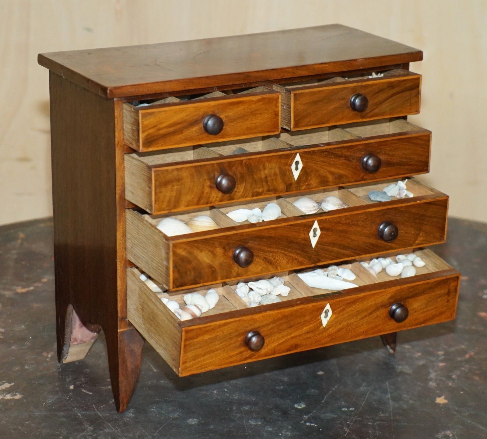 photo for sale Antique Georgian Circa 1780 1820 Seashell Specimen Collectors Chest Of Drawers
