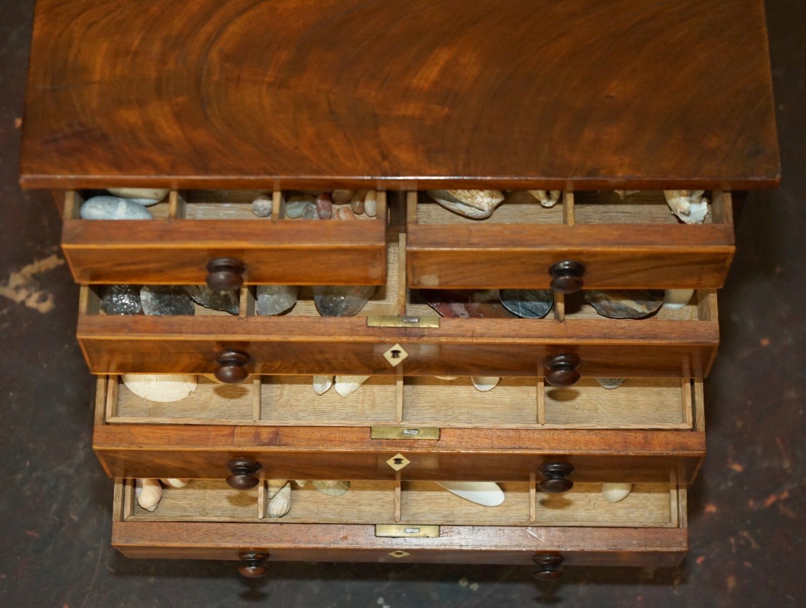 Furniture Antique Georgian Circa 1780 1820 Seashell Specimen Collectors Chest Of Drawers photo
