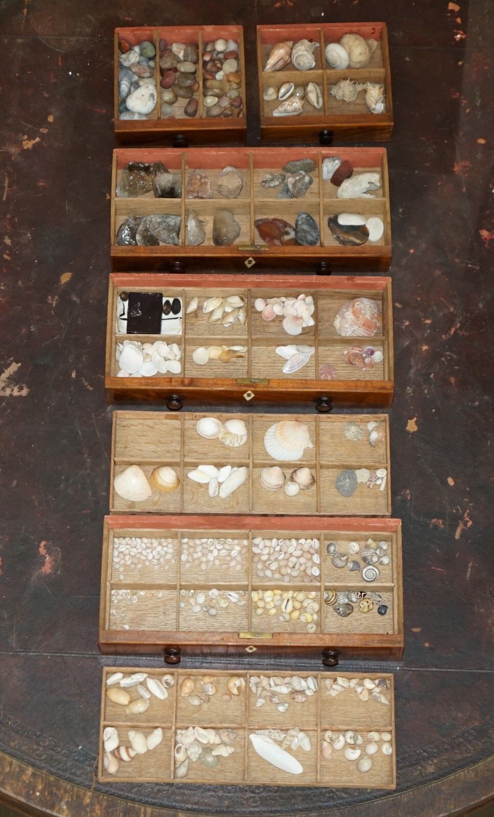 2750.0 Antique Georgian Circa 1780 1820 Seashell Specimen Collectors Chest Of Drawers photo