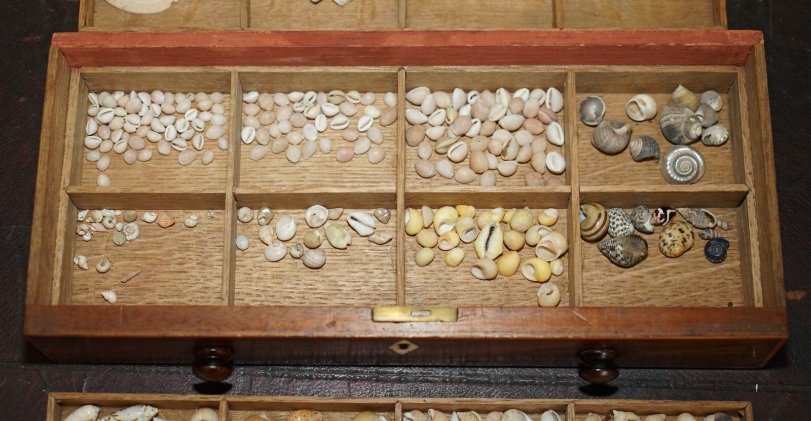 photo buy Antique Georgian Circa 1780 1820 Seashell Specimen Collectors Chest Of Drawers