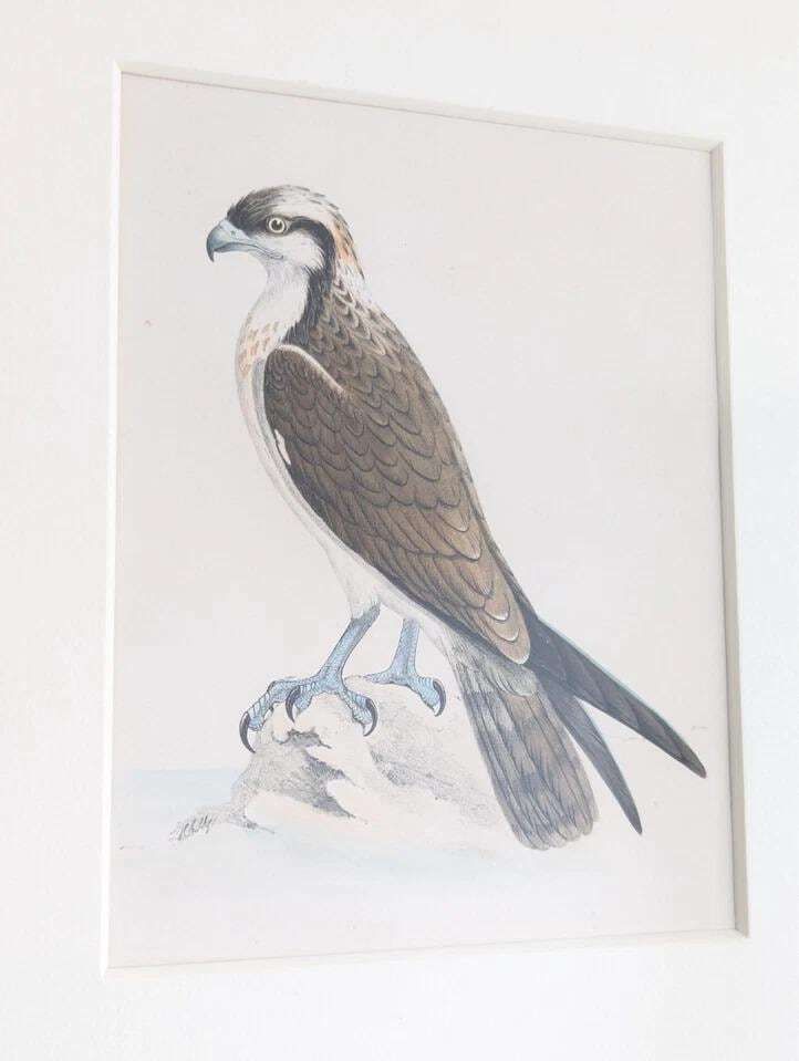 Antique Victorian Lithograph Prints British Birds By Henry Leonard Meyer Framed photo for sale