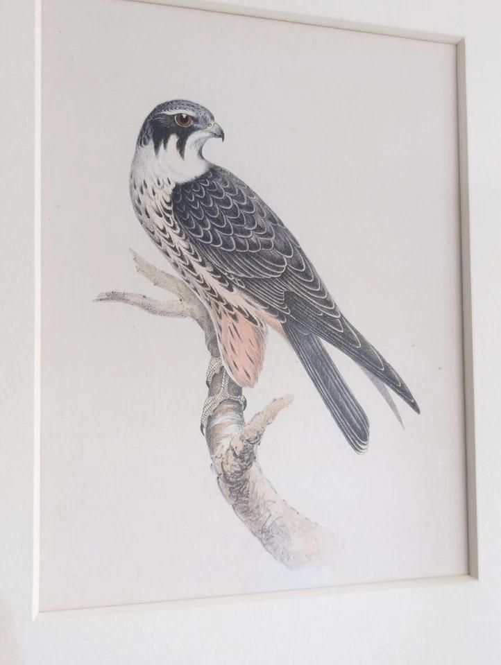 Antique Victorian Lithograph Prints British Birds By Henry Leonard Meyer Framed photo for sale