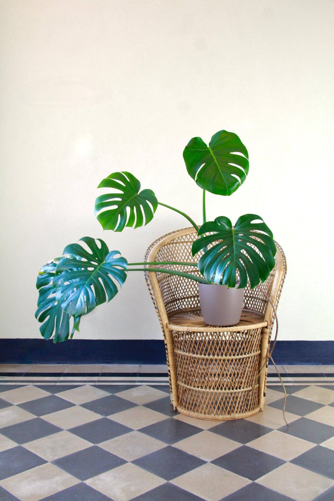 Pavoncina, Vintage Boho Wicker And Bamboo Peacock Adult Chair, Italy, 1980s