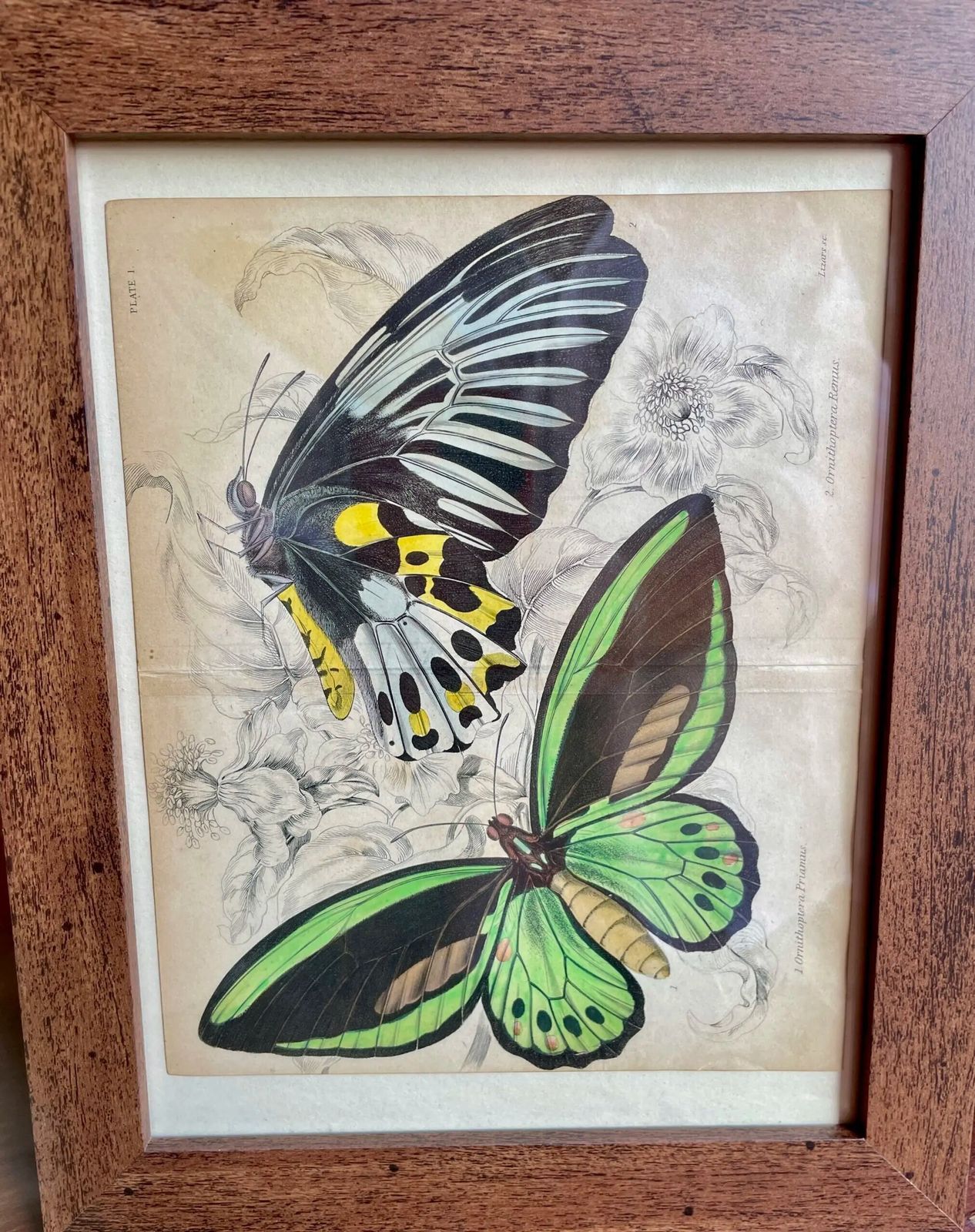 Set Of 8 Etchings, Hand Coloured, Of Foreign Butterflies (Circa 1837)( Priced Individually.) photo furniture