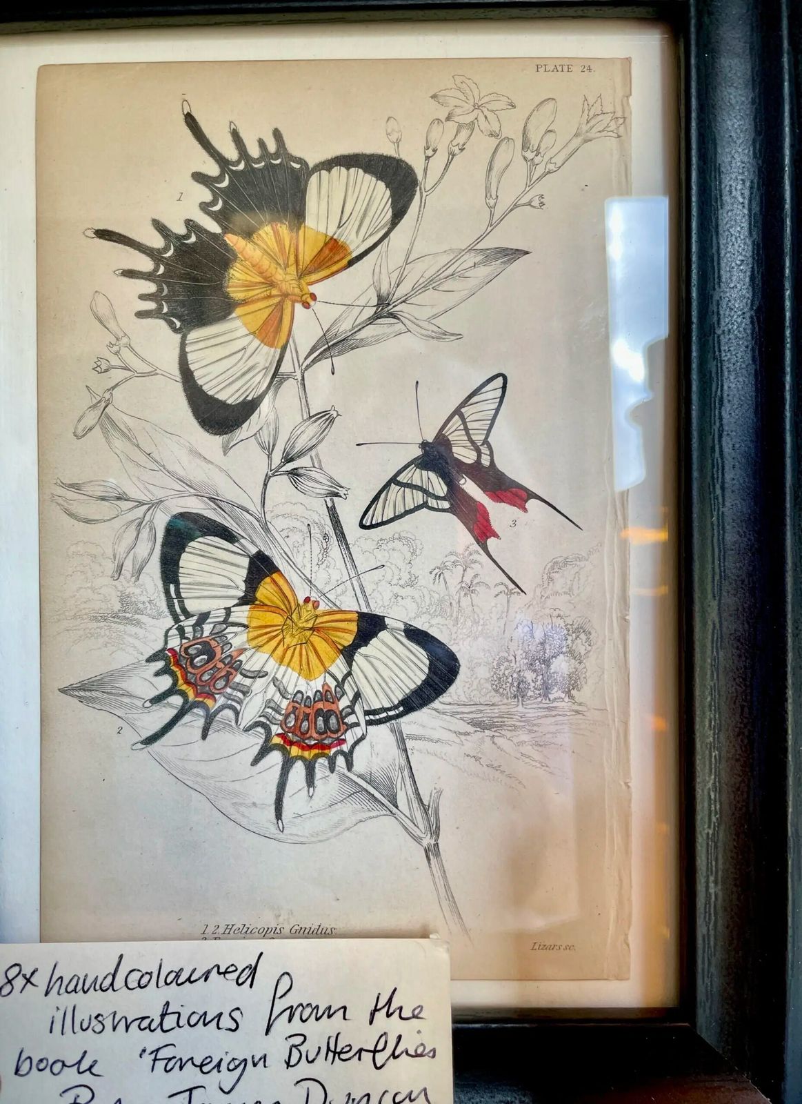 Set Of 8 Etchings, Hand Coloured, Of Foreign Butterflies (Circa 1837)( Priced Individually.) photo vinterior