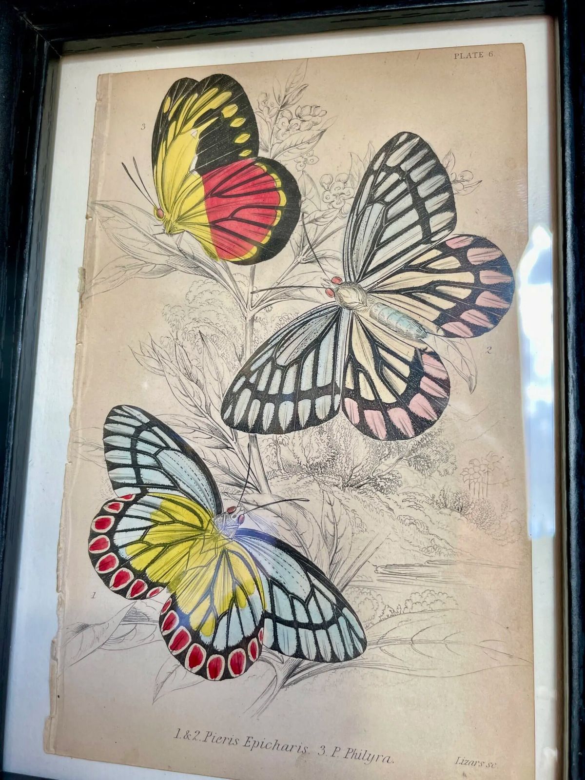 Set Of 8 Etchings, Hand Coloured, Of Foreign Butterflies (Circa 1837)( Priced Individually.) photo buy