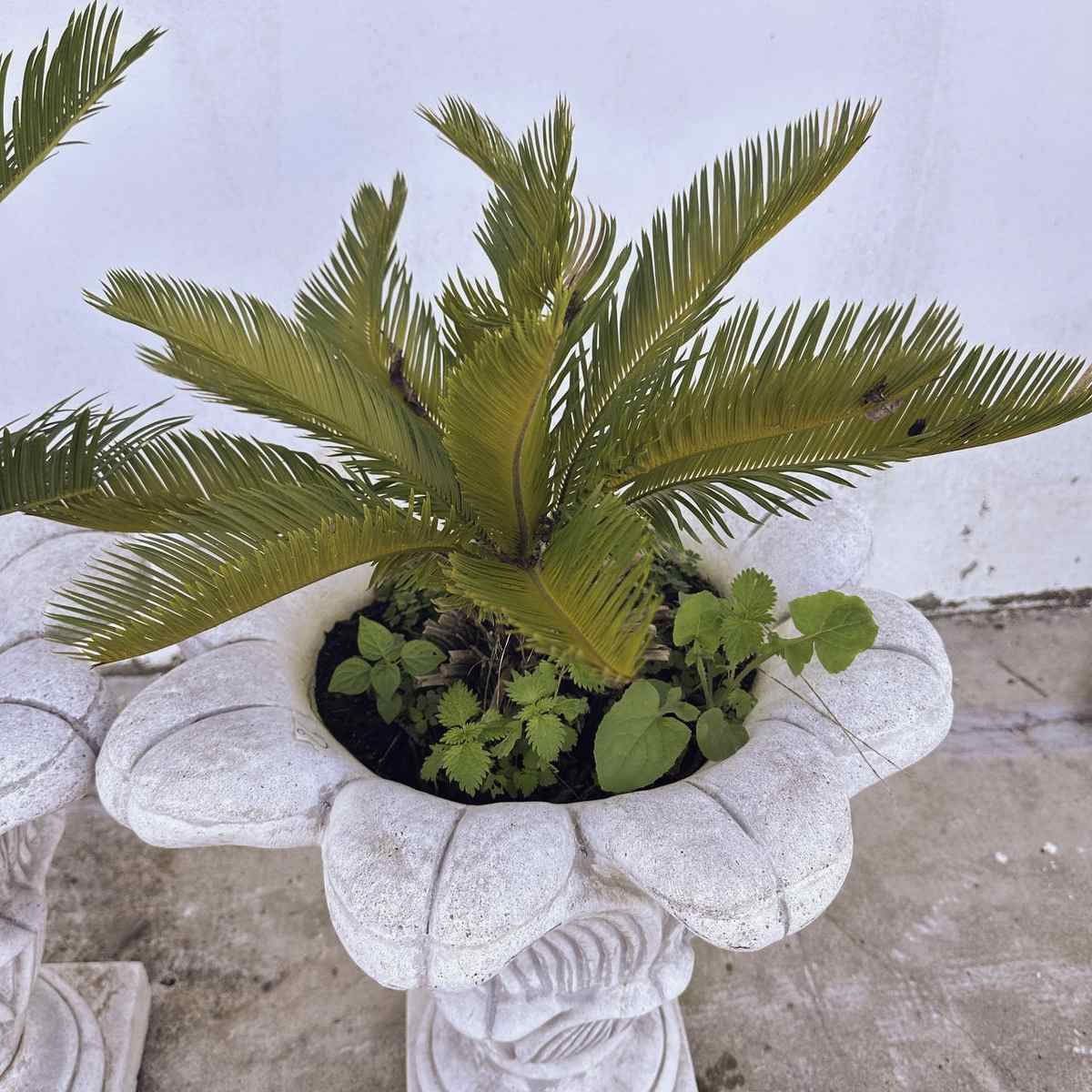 Twin Planters With Intricate Detailing, Perfect For Creating Symmetry And Beauty In The Garden. photo buy