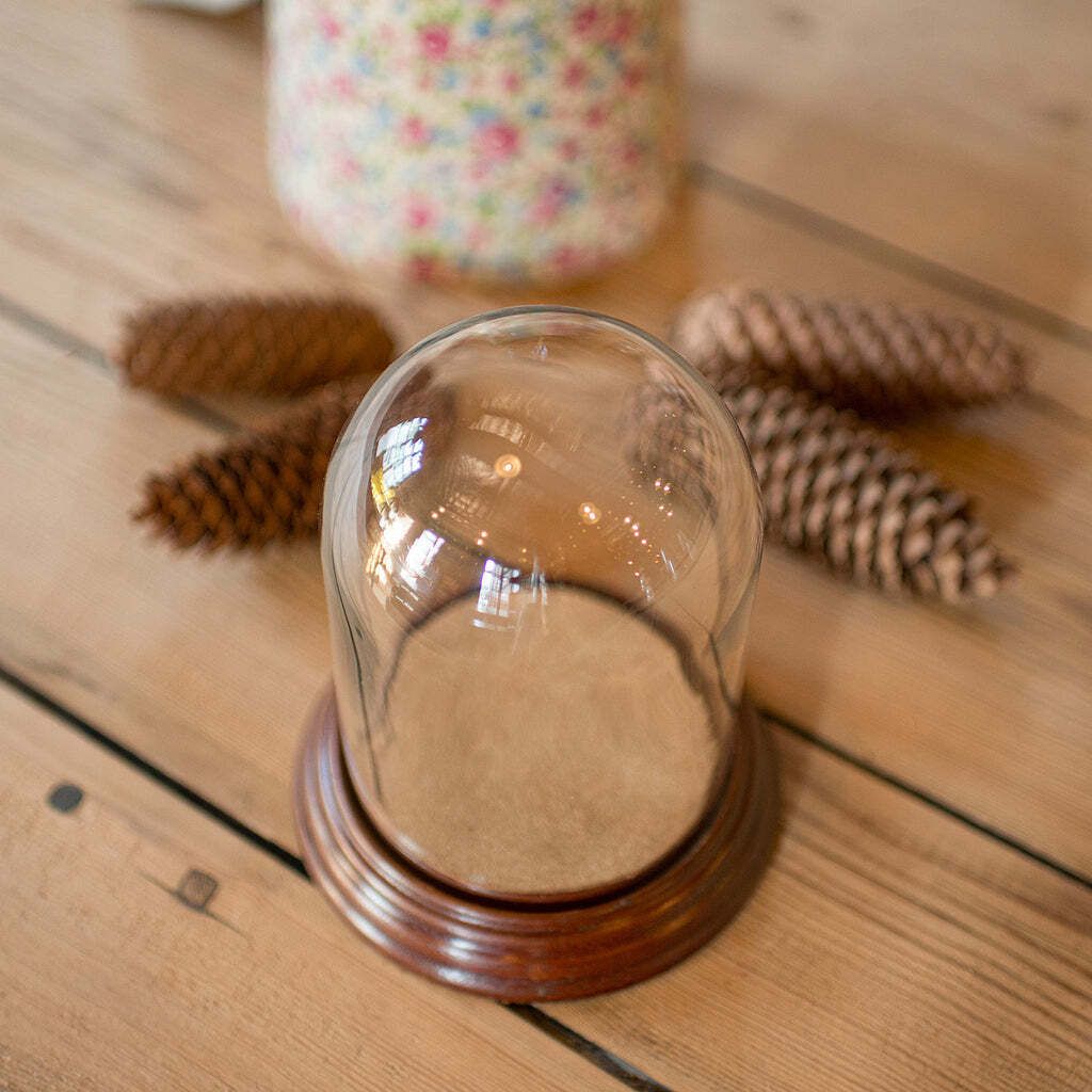 photo for sale Small Antique Display Dome, English, Glass, Oak, Taxidermy, Showcase, Edwardian