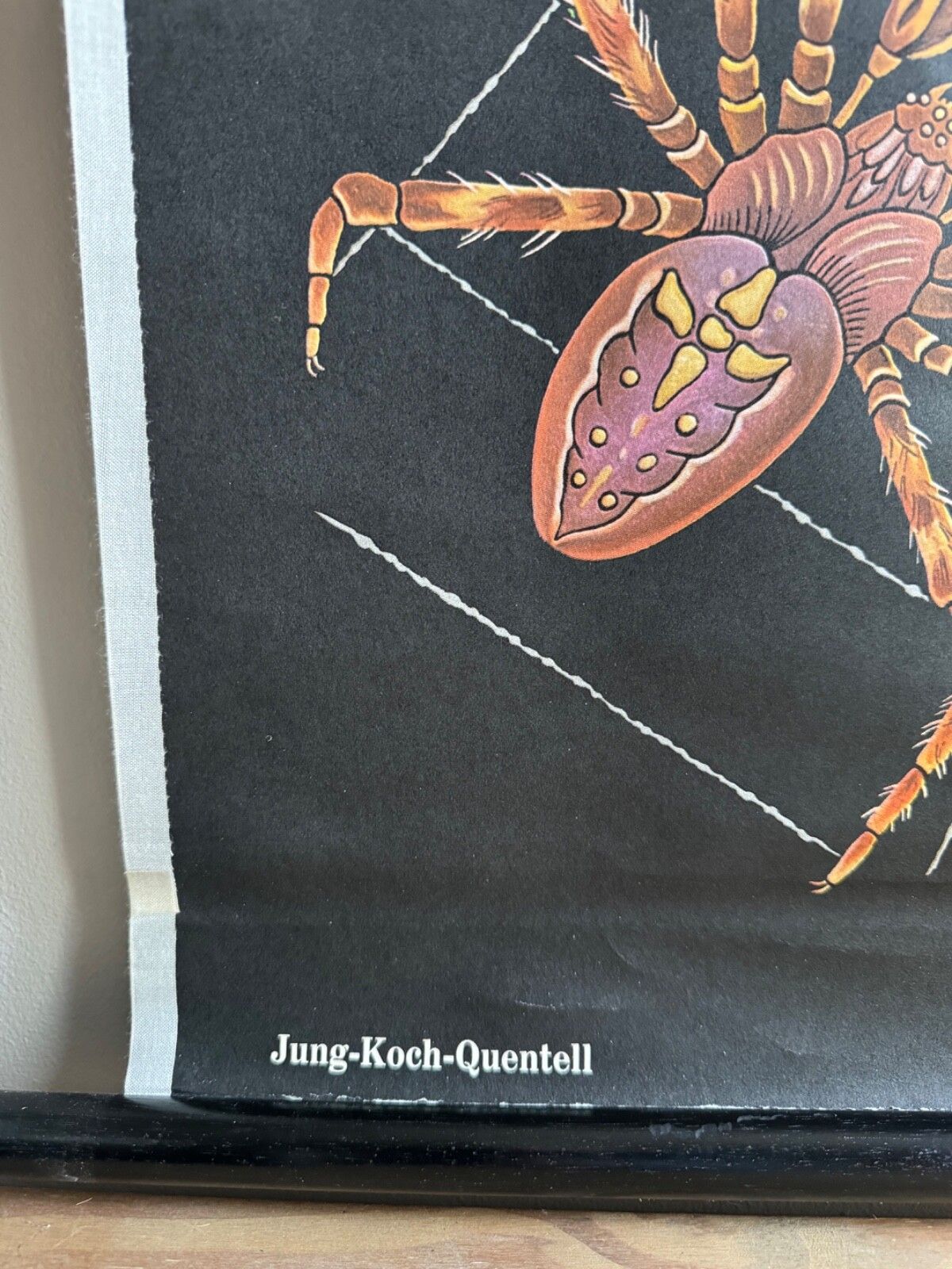 Vintage European Garden Spider School Chart By Jung Koch Quentell Arachnid photo buy