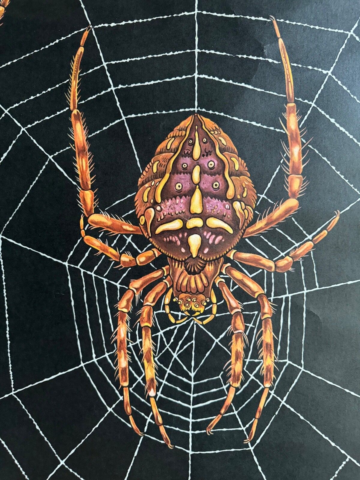 photo for sale Vintage European Garden Spider School Chart By Jung Koch Quentell Arachnid