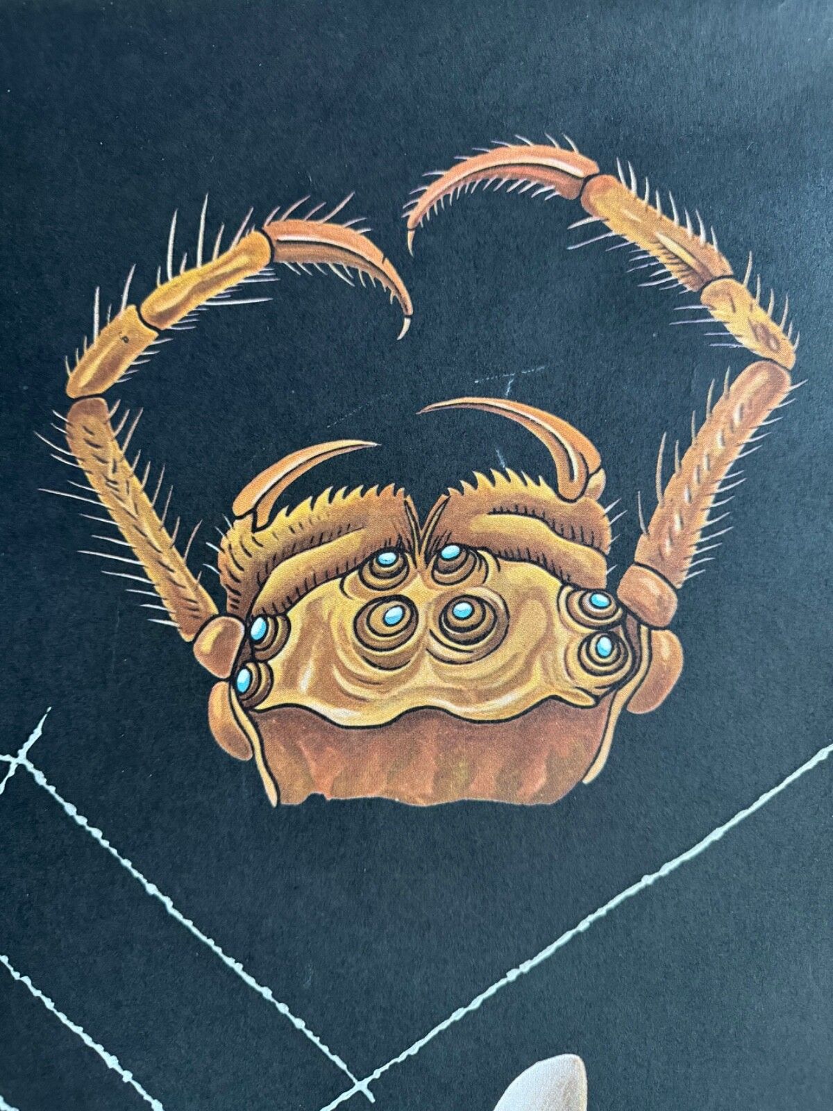 141.0 Vintage European Garden Spider School Chart By Jung Koch Quentell Arachnid photo