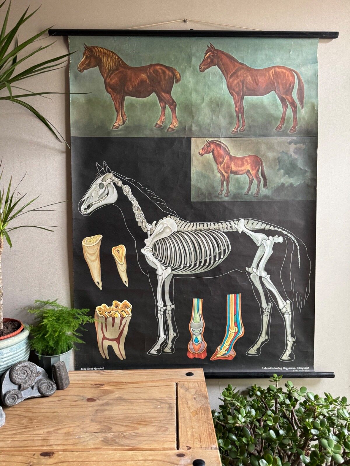 Vintage Horses School Chart By Jung Koch Quentell Poster Equine Anatomy. photo furniture
