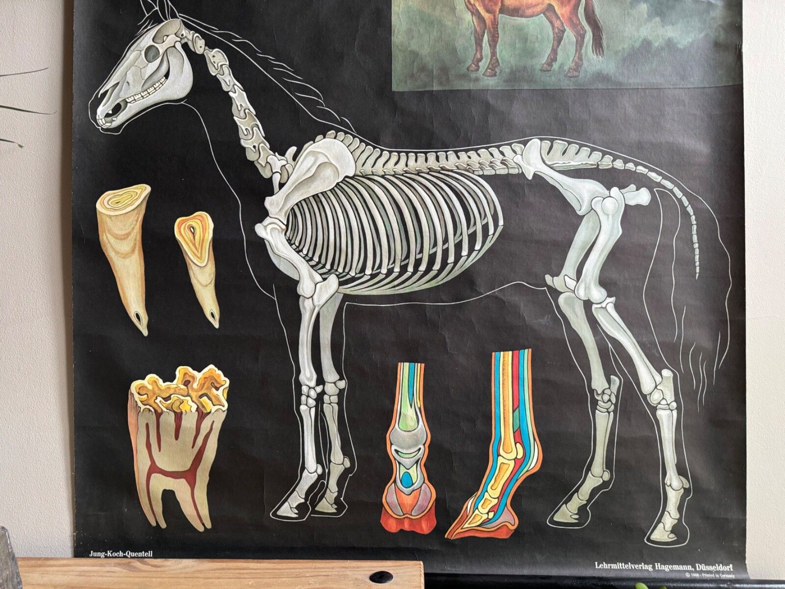 Vintage Horses School Chart By Jung Koch Quentell Poster Equine Anatomy. photo 159.0