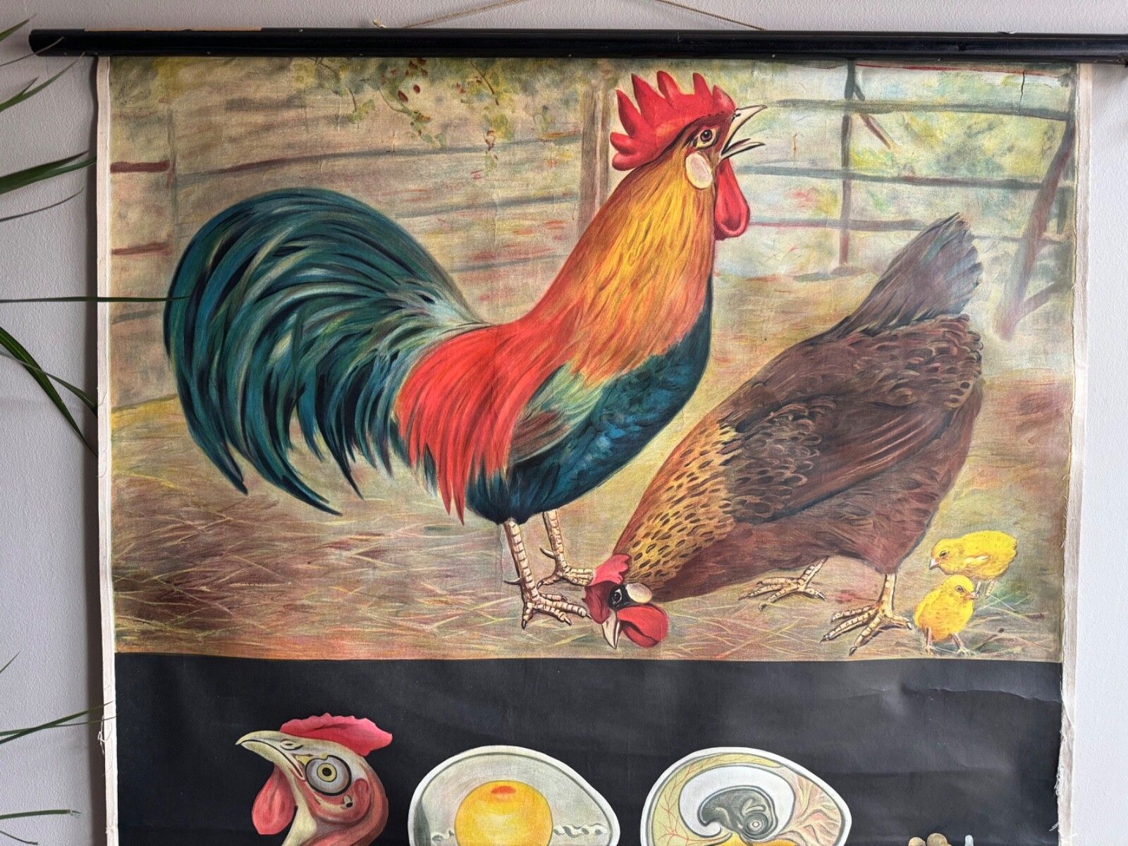 Rare Vintage  School Chart Of Domestic Fowl By Jung Koch Quentell  Chickens Hens photo Art