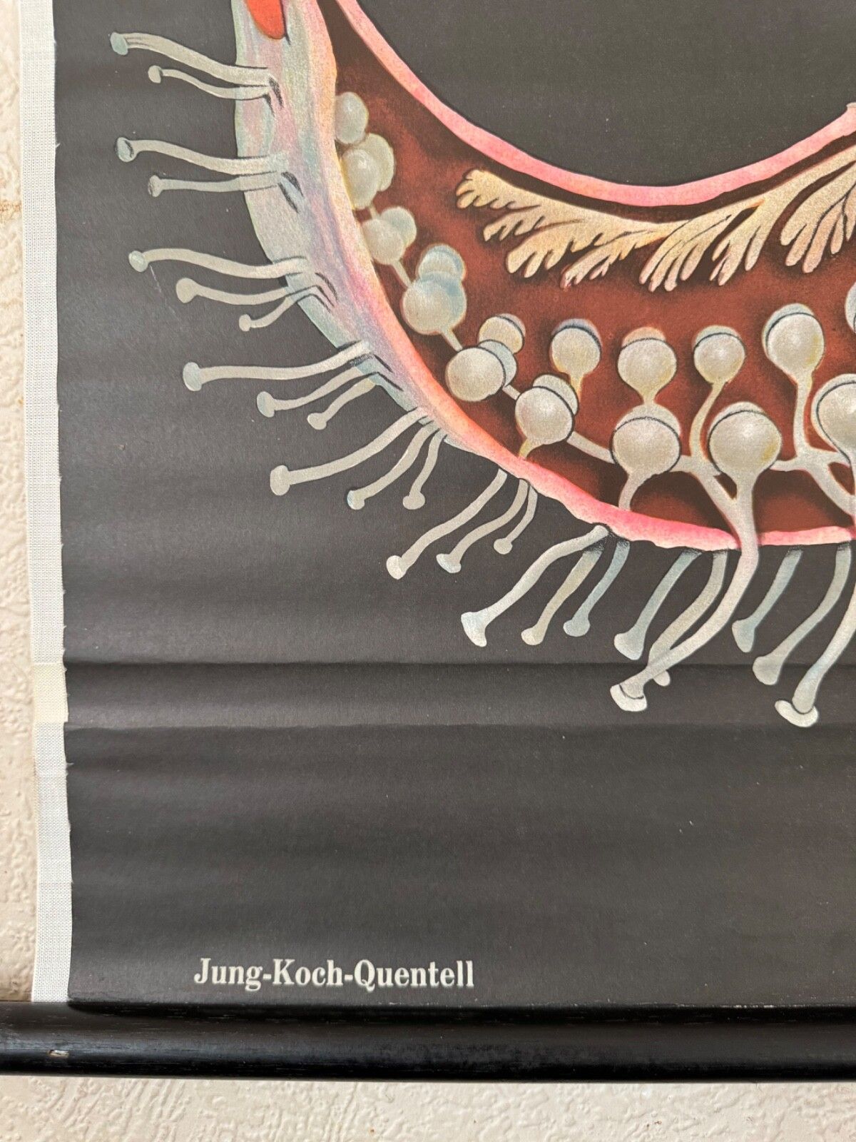 Vintage Red Starfish School Chart Jung Koch Quentell  Anatomy Educational Chart photo buy