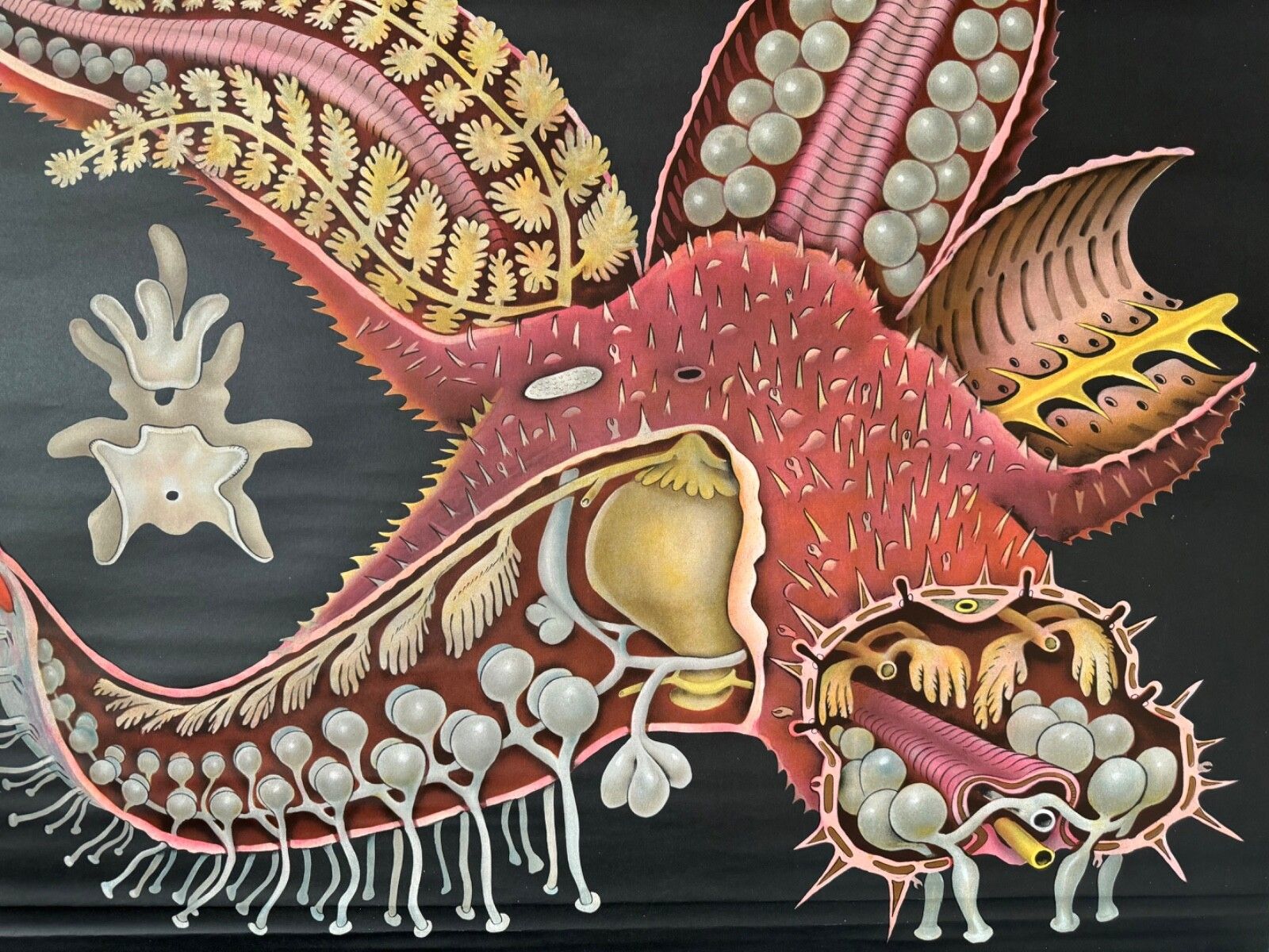 Vintage Red Starfish School Chart Jung Koch Quentell  Anatomy Educational Chart photo vintage