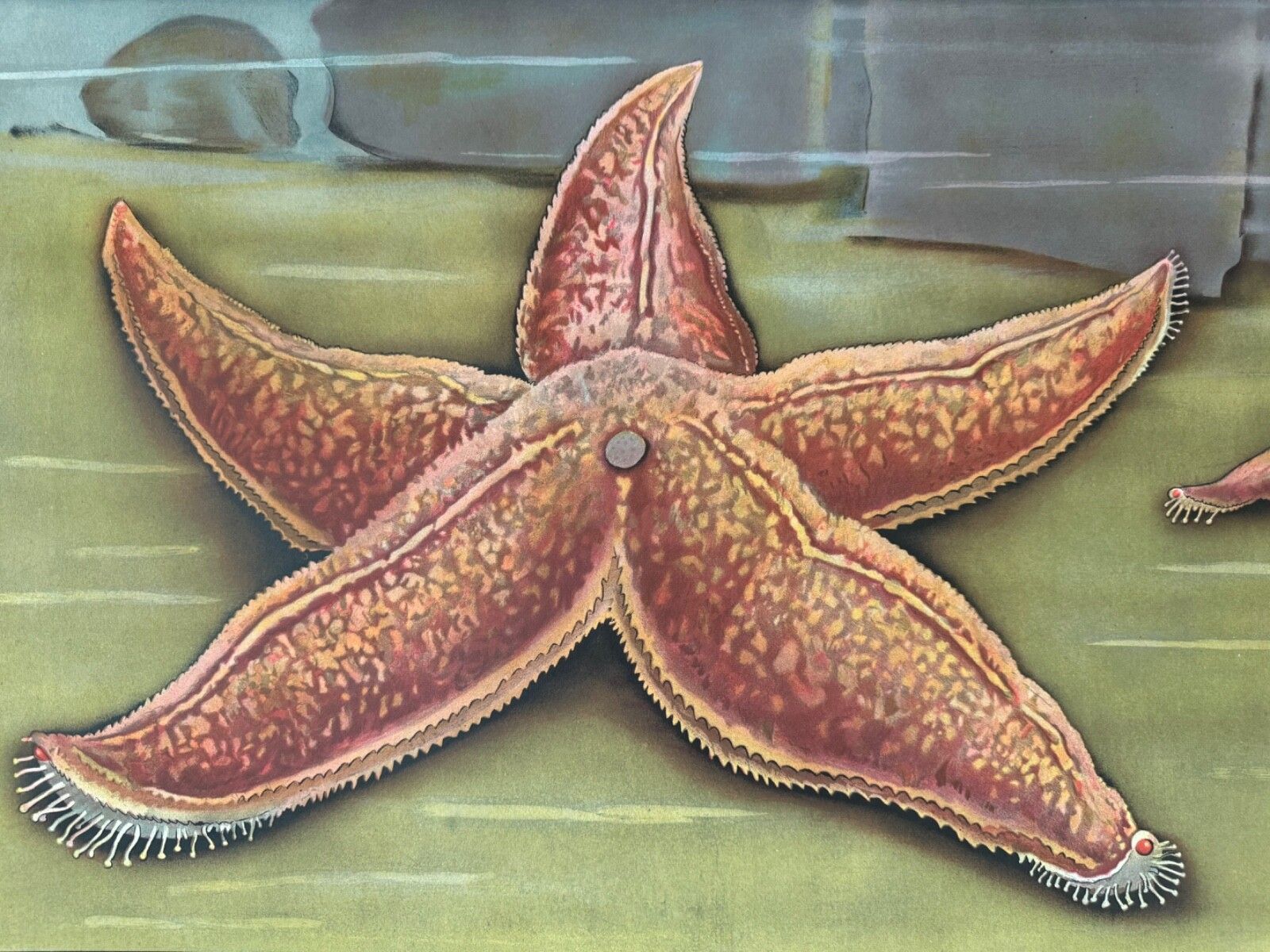 photo furniture Vintage Red Starfish School Chart Jung Koch Quentell  Anatomy Educational Chart