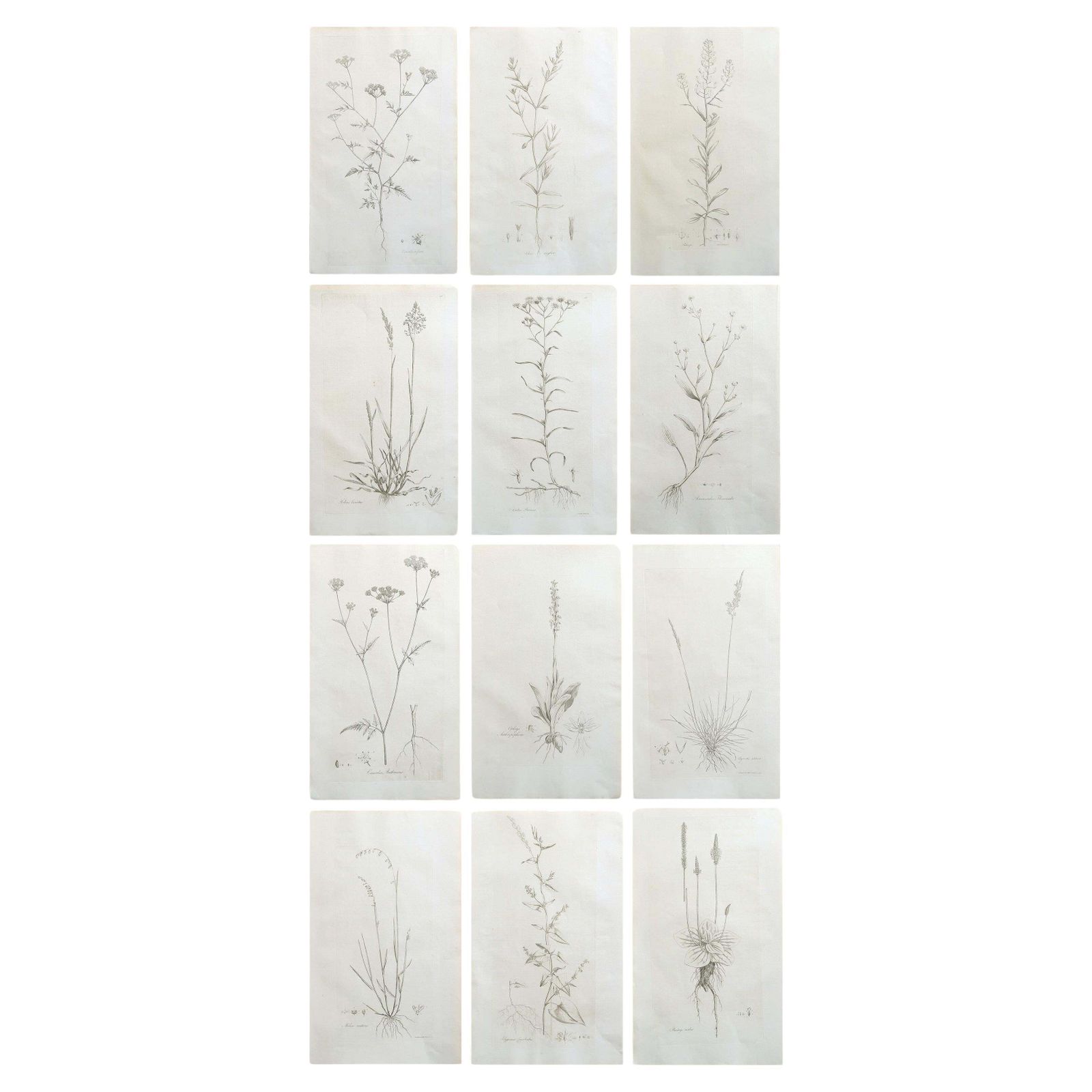 Set Of 12 Original Antique Large Scale Botanical Prints. Dated 1791
