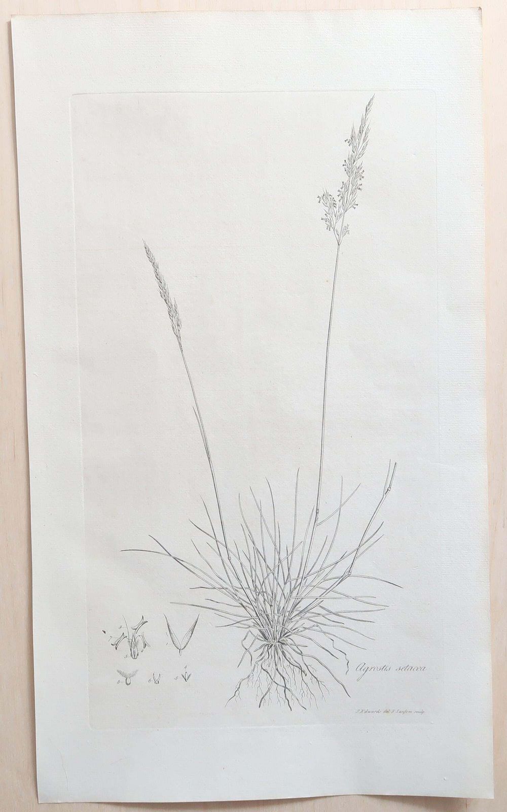 Set Of 12 Original Antique Large Scale Botanical Prints. Dated 1791 photo Art