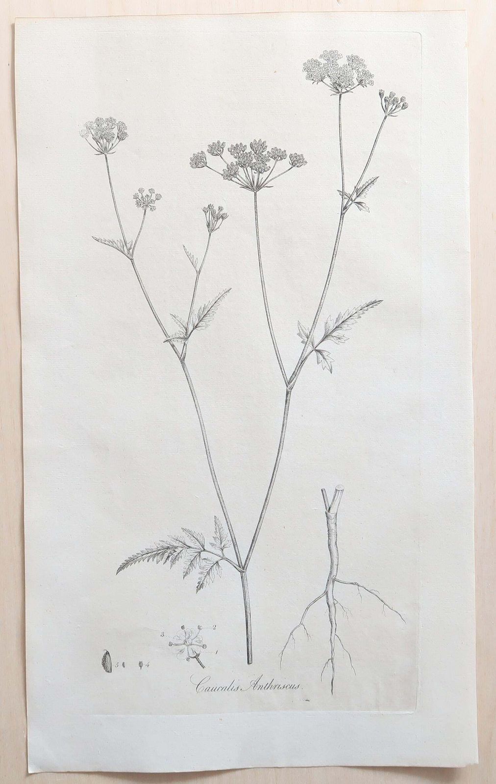 Set Of 12 Original Antique Large Scale Botanical Prints. Dated 1791 photo vinterior
