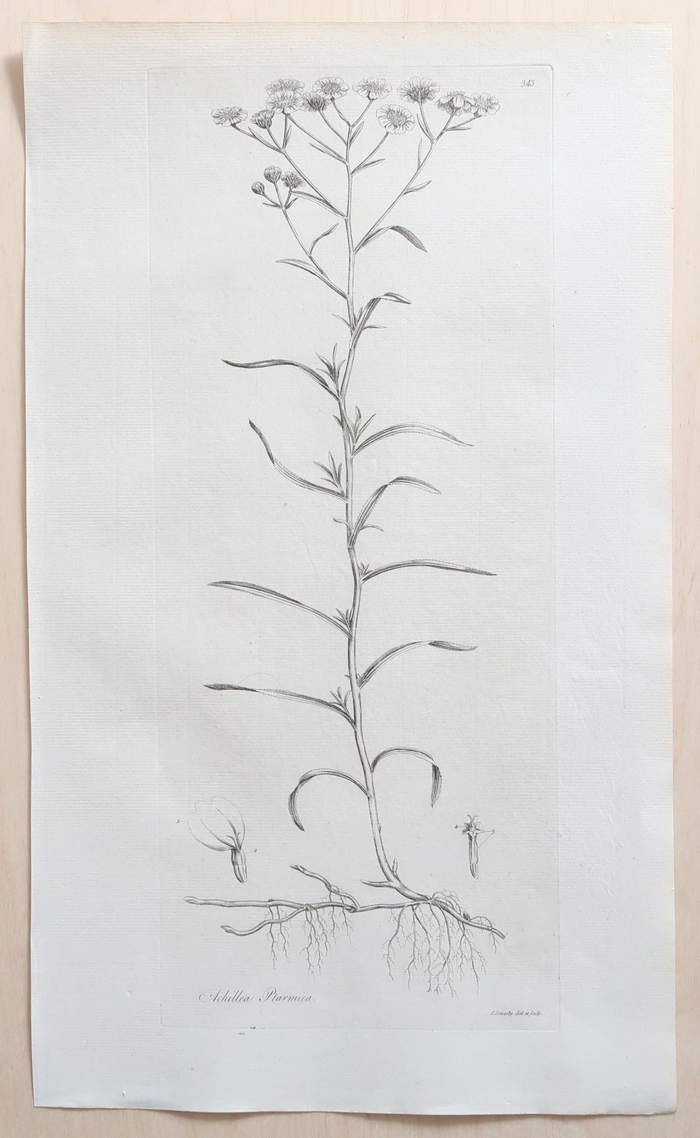 Set Of 12 Original Antique Large Scale Botanical Prints. Dated 1791 photo vintage