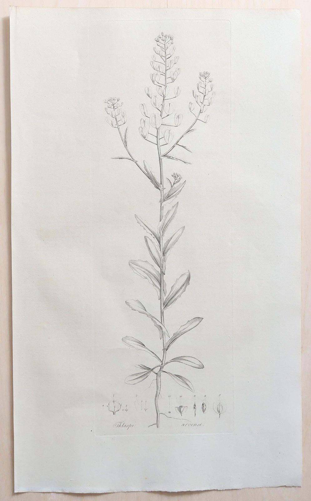 photo for sale Set Of 12 Original Antique Large Scale Botanical Prints. Dated 1791