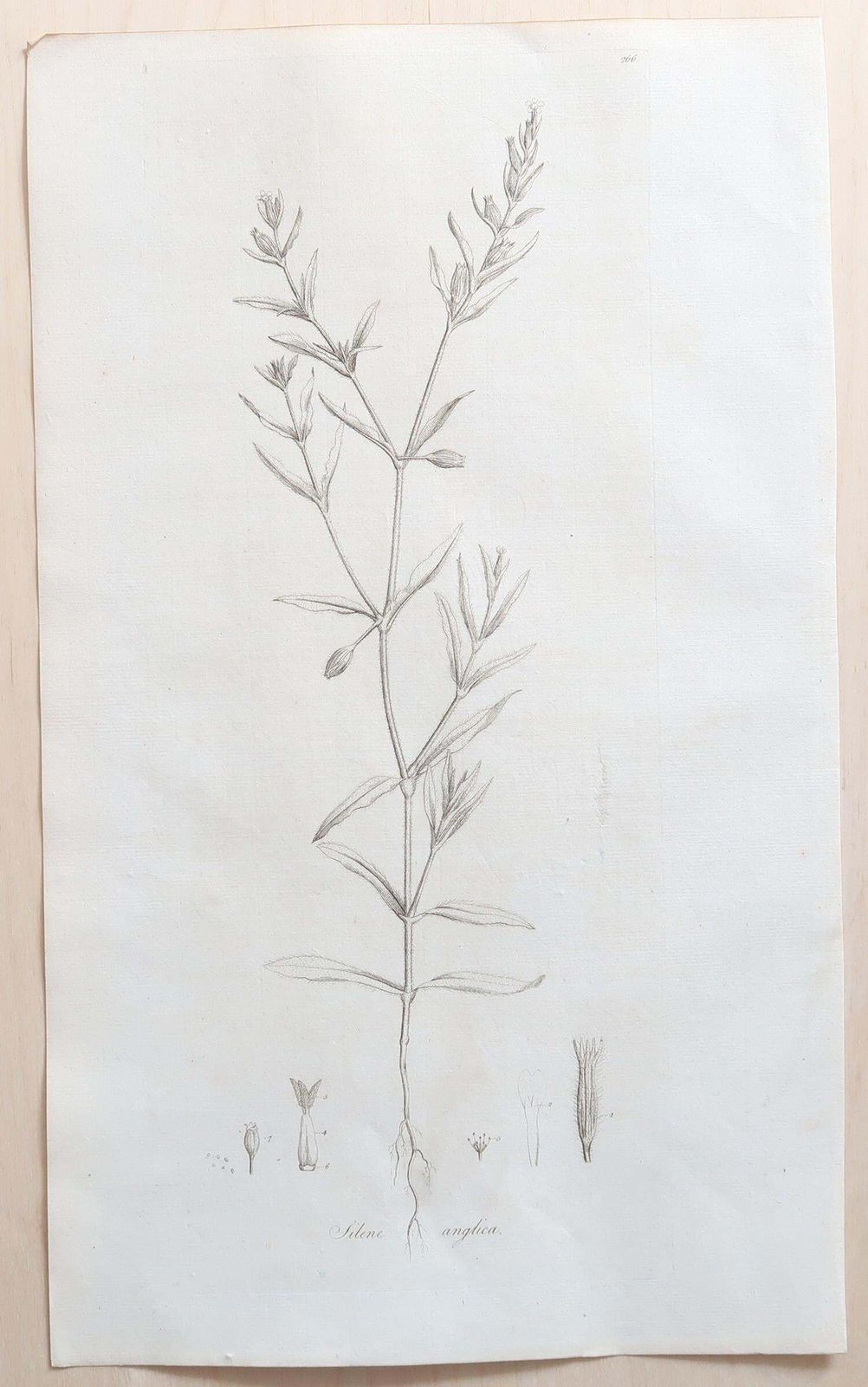 Art Set Of 12 Original Antique Large Scale Botanical Prints. Dated 1791 photo