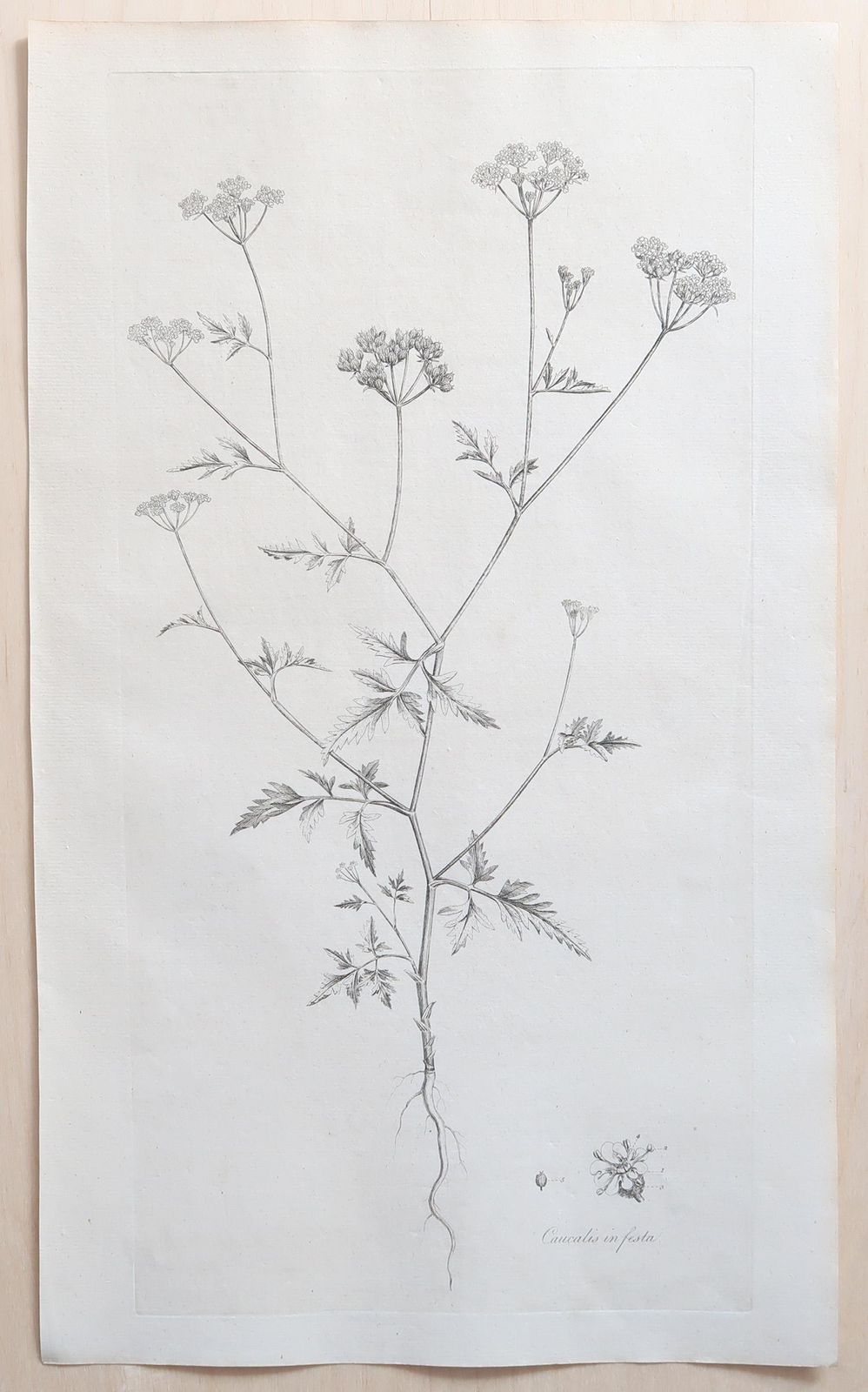 500.0 Set Of 12 Original Antique Large Scale Botanical Prints. Dated 1791 photo