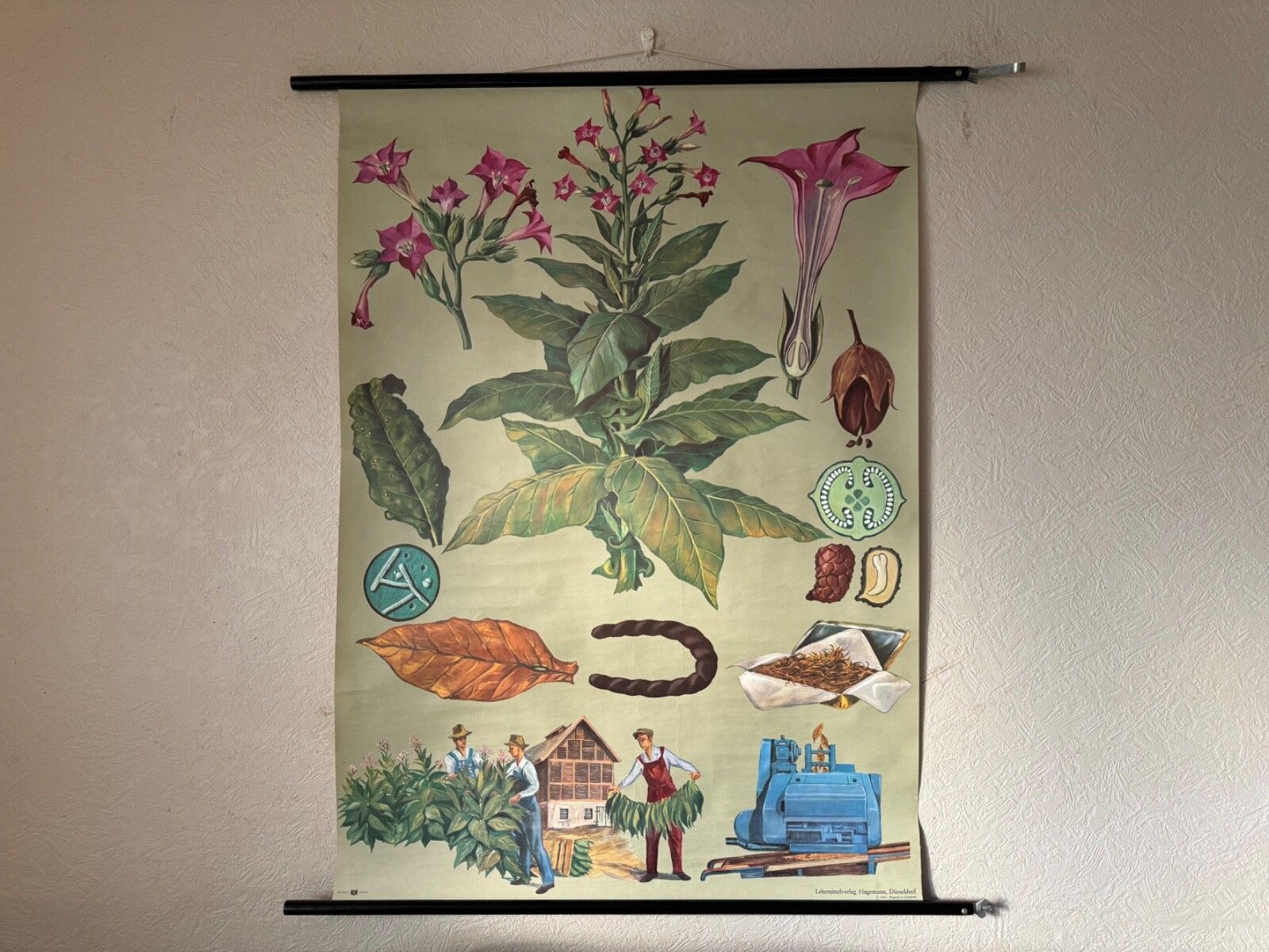 Vintage Tobacco Plant School Chart Jung Koch Quentell Botanical Poster