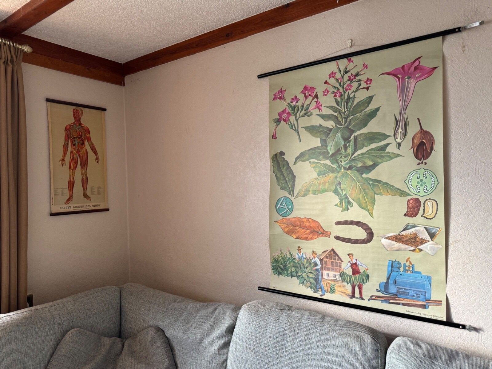 Vintage Tobacco Plant School Chart Jung Koch Quentell Botanical Poster photo furniture