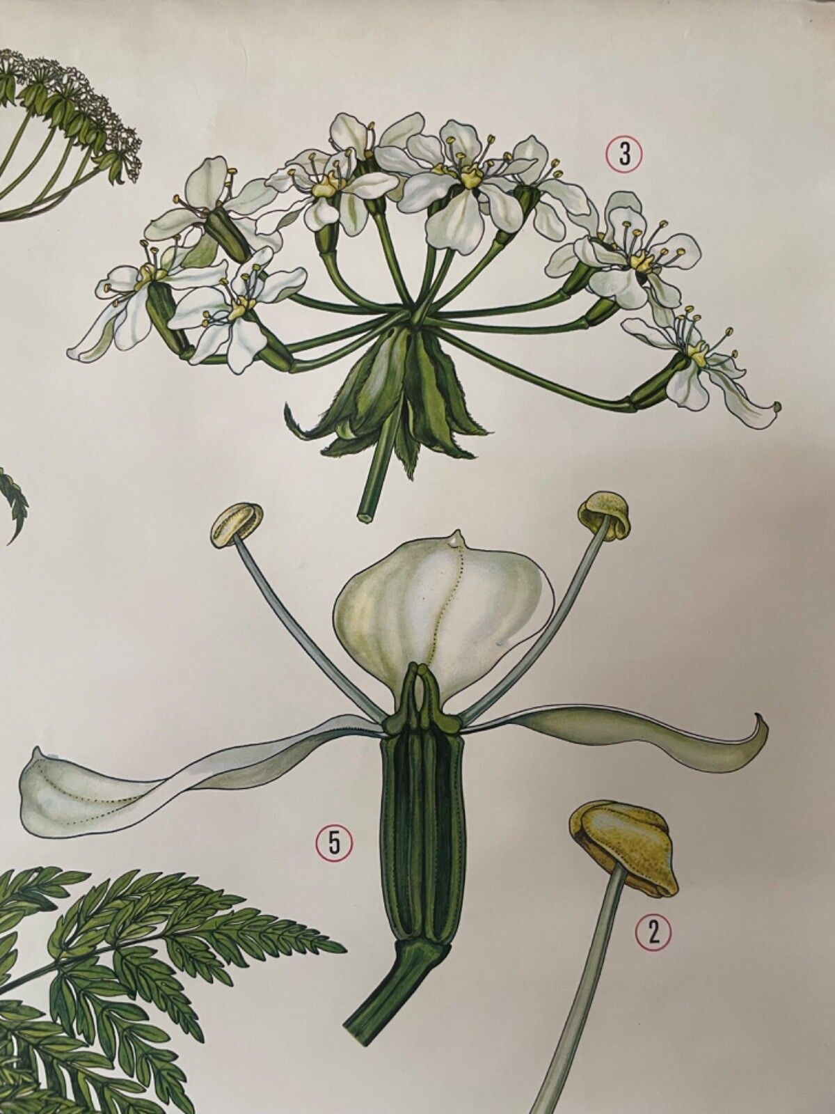 Art Vintage Cow Parsley  School Chart  Botanical Poster Botanical Flowers photo