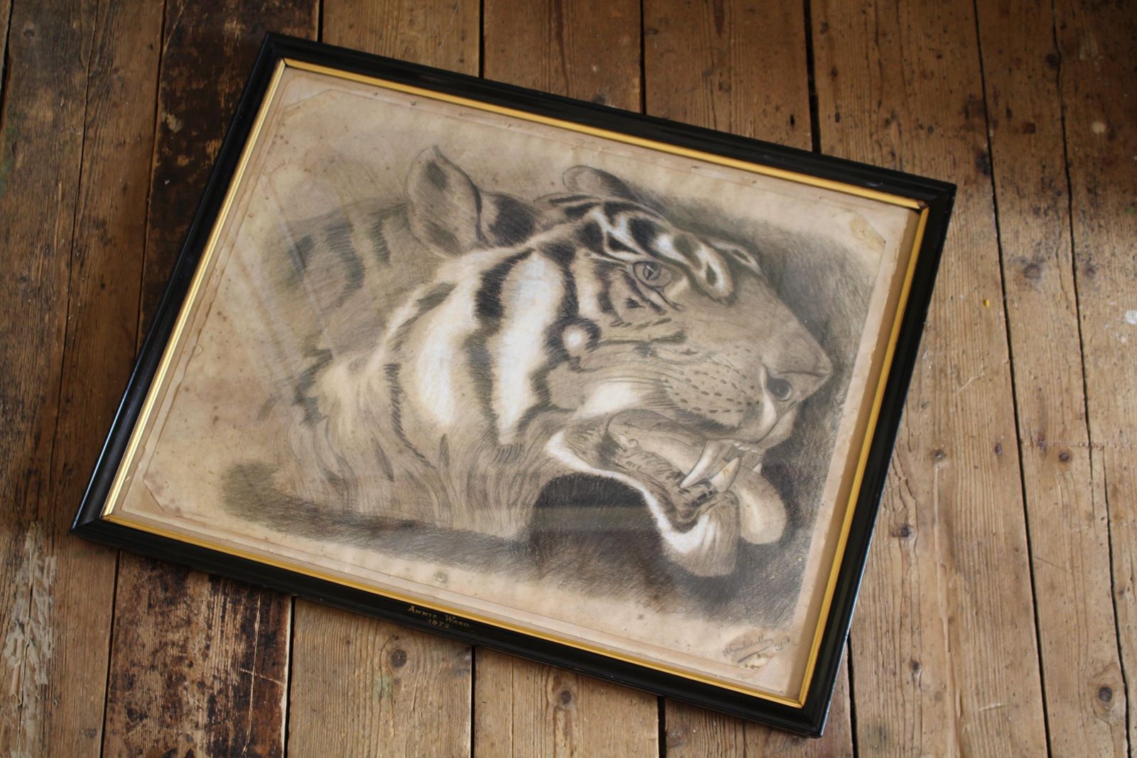 photo furniture Large 19th Century Charcoal On Paper Bengal Tiger Dated 1831 Curio Taxidermy