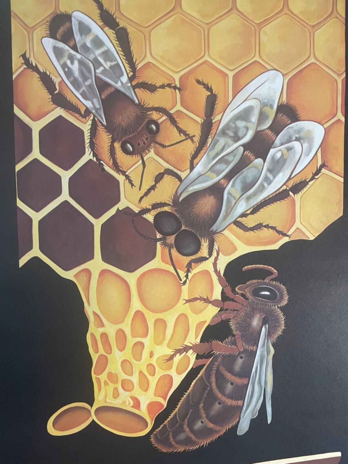 Vintage Honey Bee School Chart Jung Koch Quentell Educational. Anatomy Zoology photo vintage
