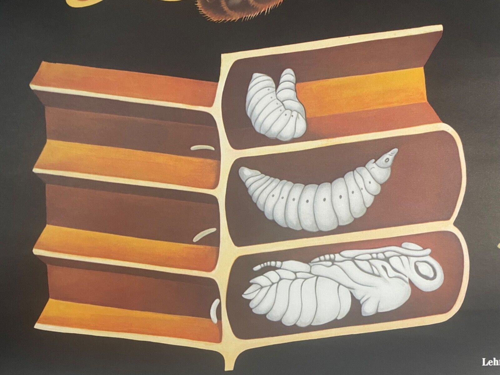 photo furniture Vintage Honey Bee School Chart Jung Koch Quentell Educational. Anatomy Zoology