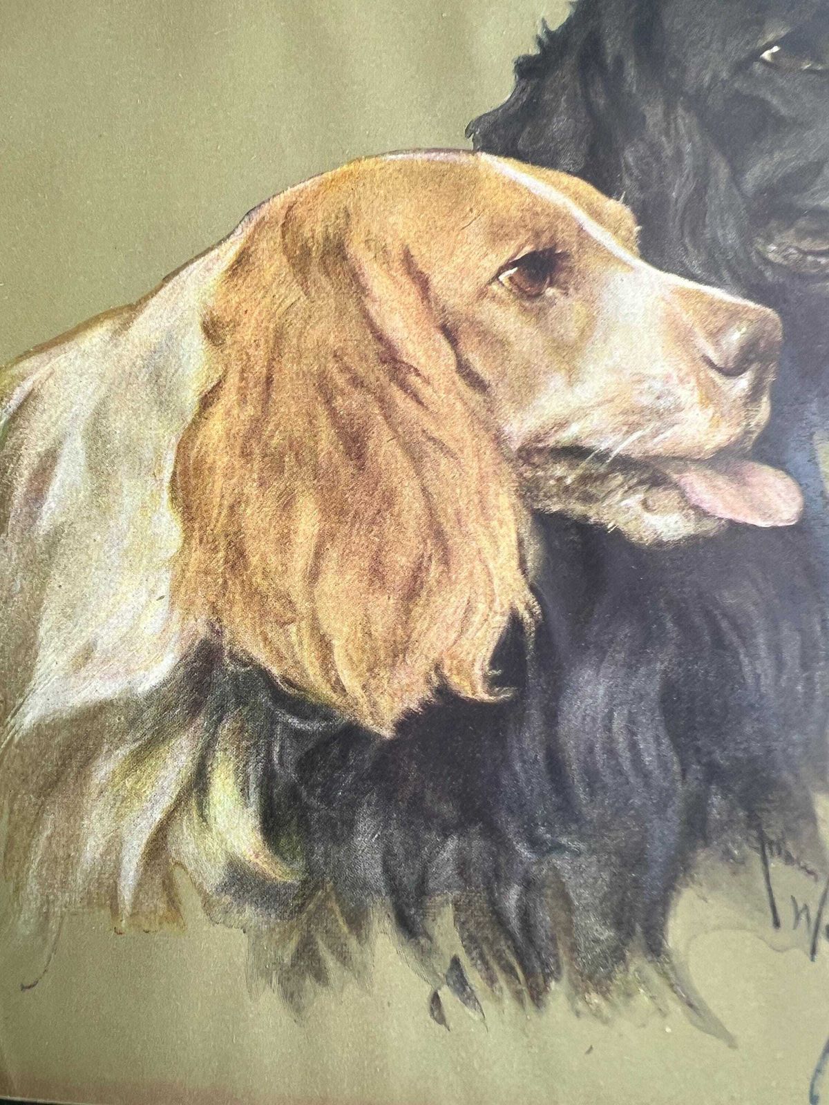 Vintage Arthur Wardle Print Retrievers. Beautiful Spaniel Dog Trio. Original Print. Spaniel Retriever Lover Gift Vintage Antique Wall Art. photo for sale