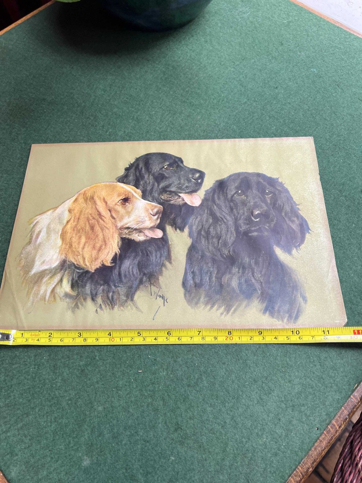 photo furniture Vintage Arthur Wardle Print Retrievers. Beautiful Spaniel Dog Trio. Original Print. Spaniel Retriever Lover Gift Vintage Antique Wall Art.