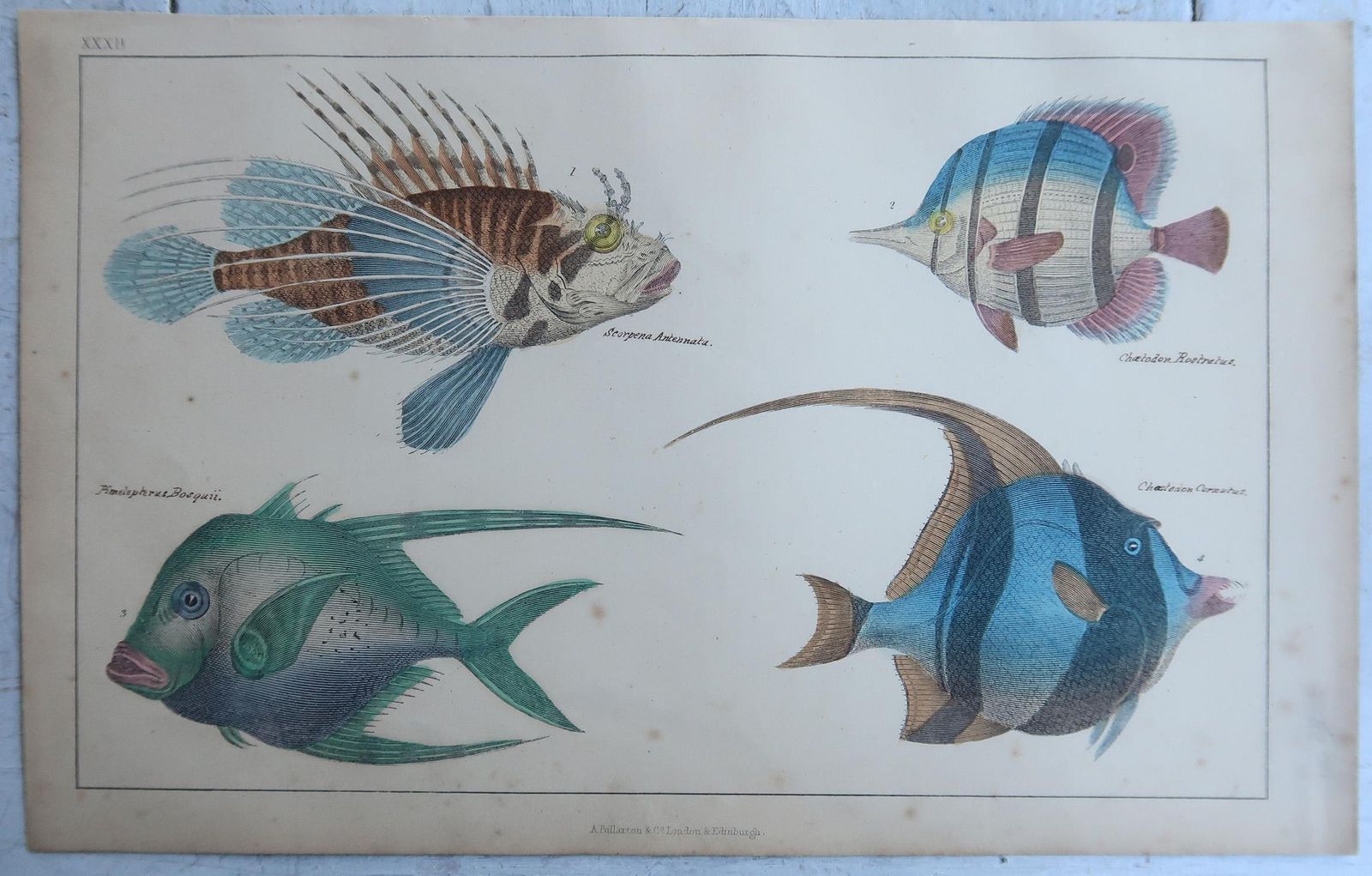 Original Antique Prints Of Fish, 1847 photo for sale