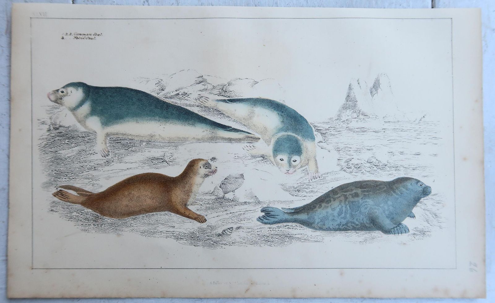 Original Antique Animal Prints, Deer And Seals, 1847 photo for sale