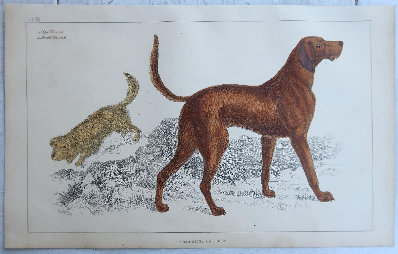 Original Antique Prints Of Sporting Dogs, 1847 photo furniture