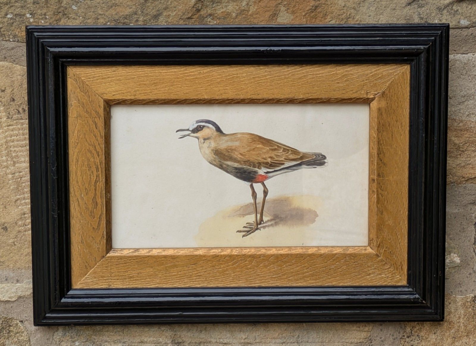 Antique Watercolour Lapwing In Ebonised Frame With Deep Giltwood Mount