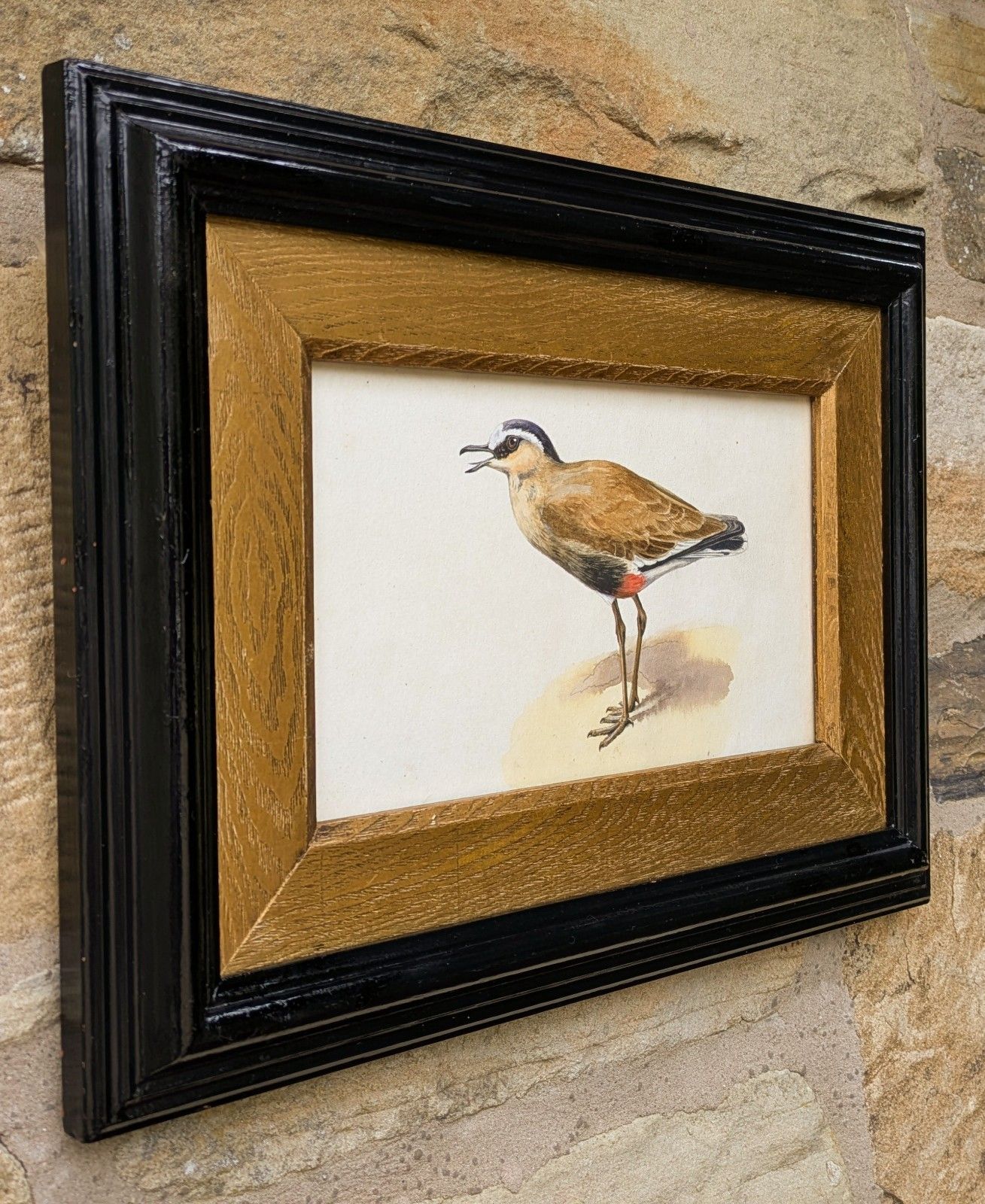 Antique Watercolour Lapwing In Ebonised Frame With Deep Giltwood Mount photo furniture