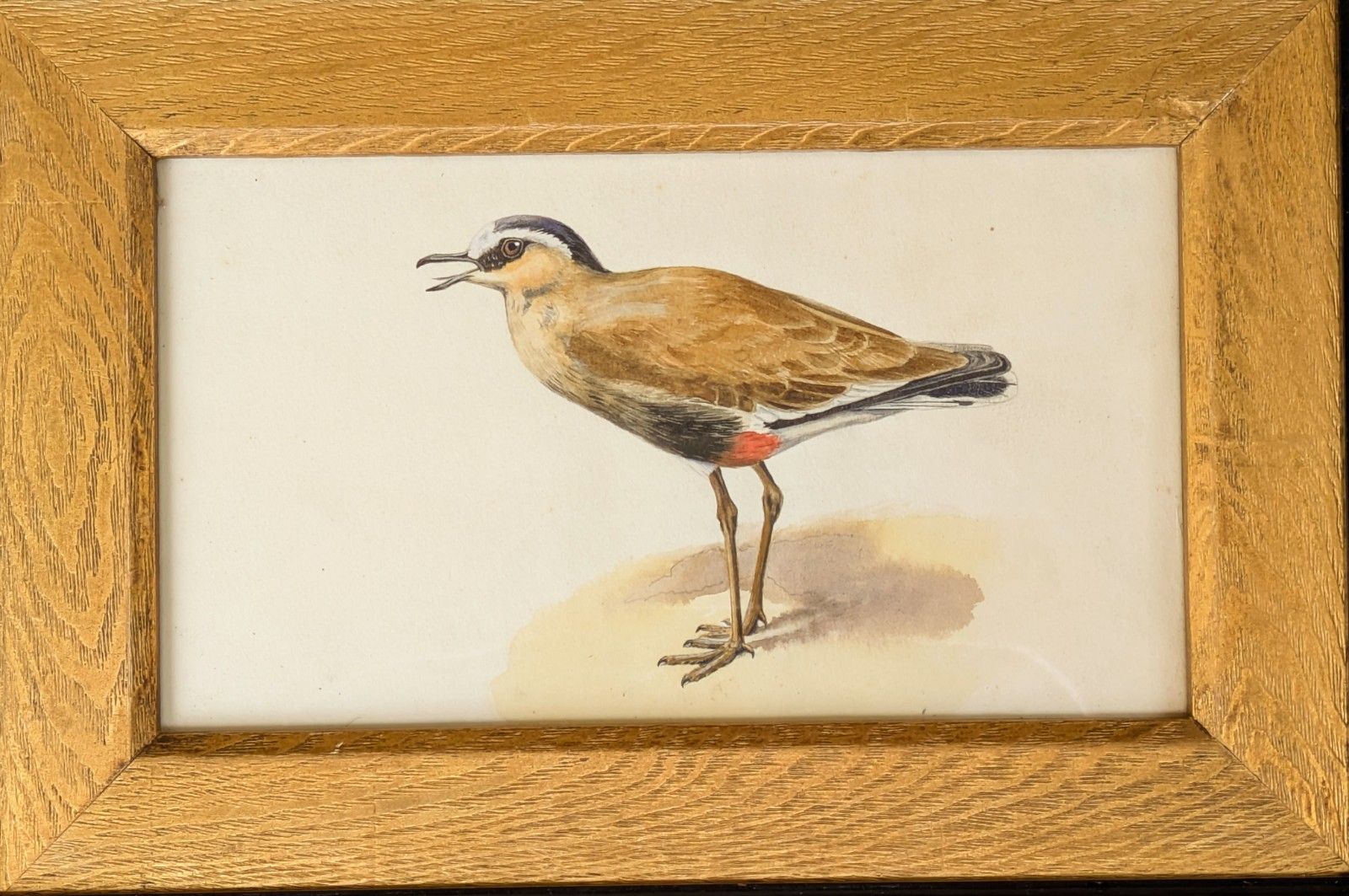 Antique Watercolour Lapwing In Ebonised Frame With Deep Giltwood Mount photo for sale